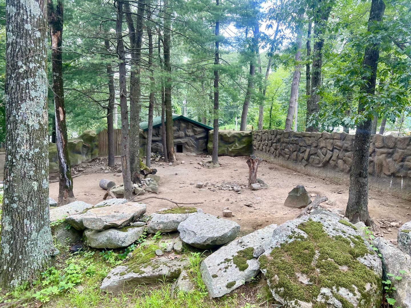 Red River Hog Exhibit