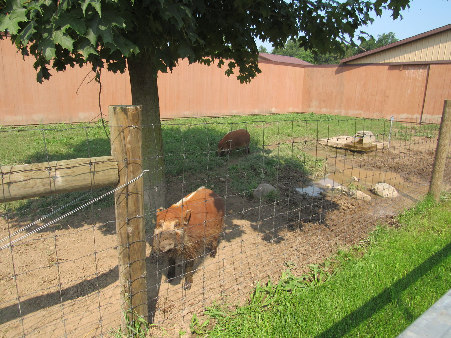 Red River Hog Exhibit