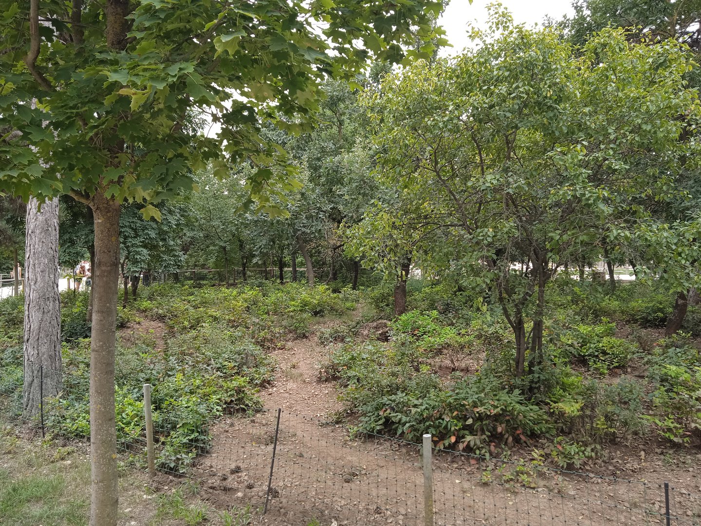 Red river hog exhibit