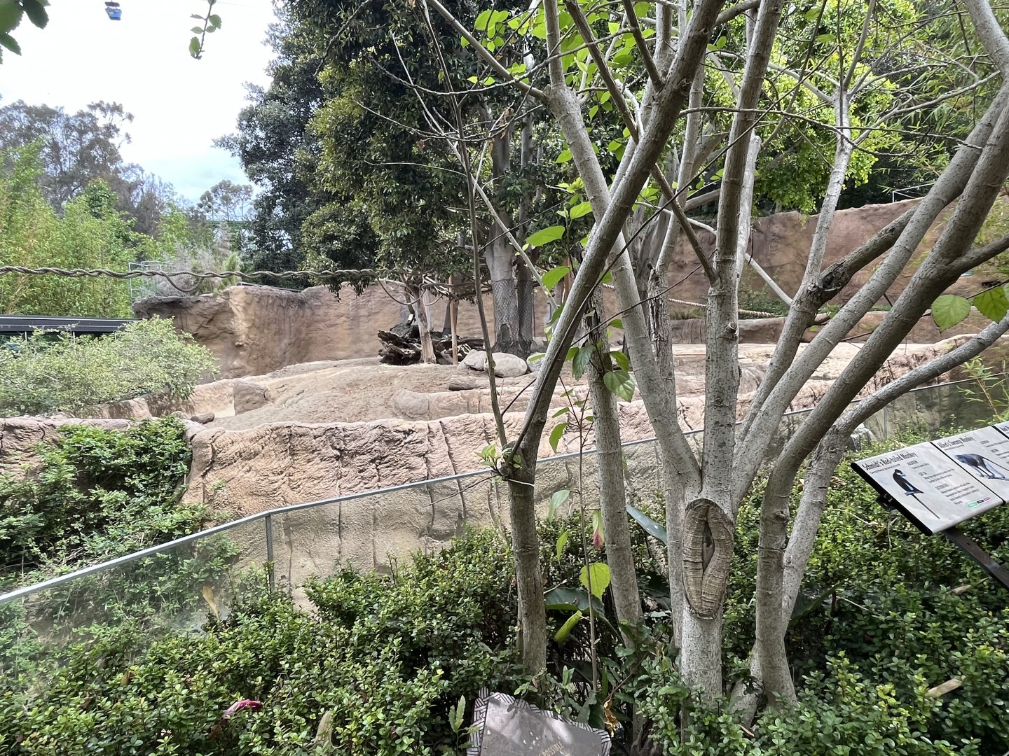 Red River Hog Exhibit