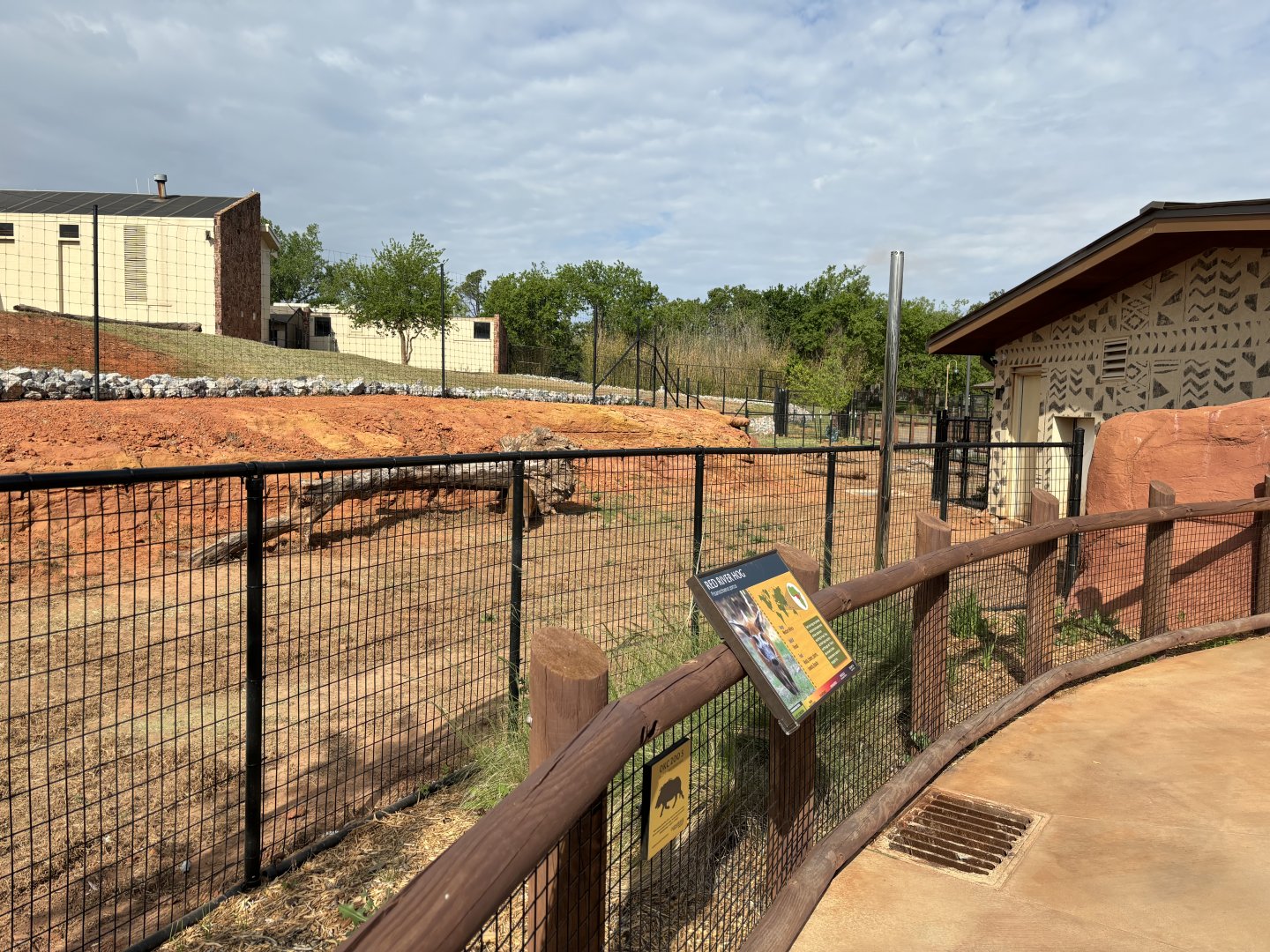Red River Hog Exhibit