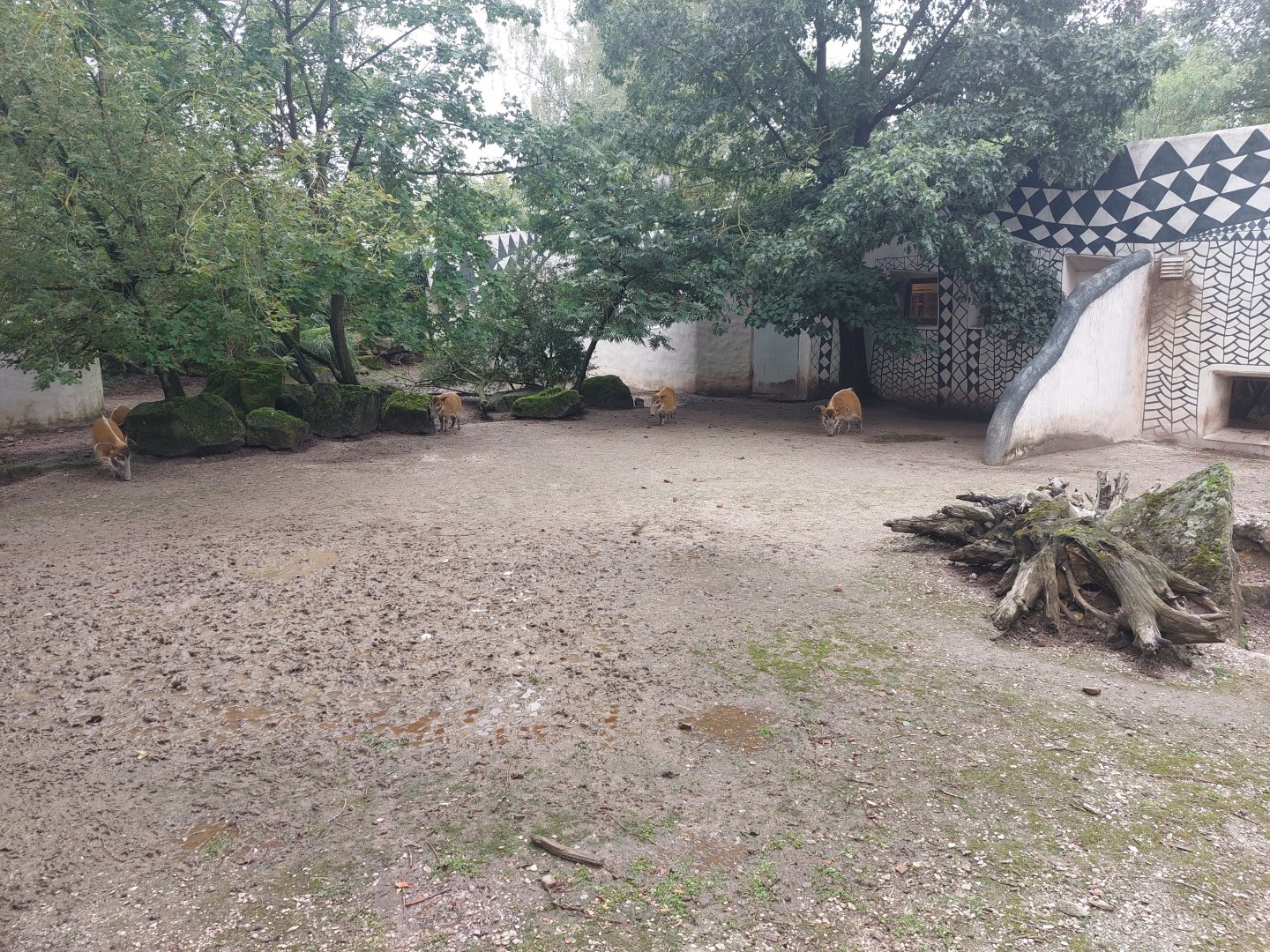 Red river hog exhibit