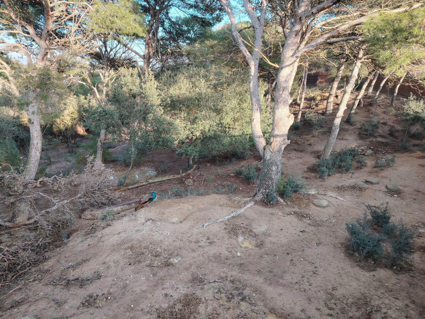 Red River Hog Exhibit