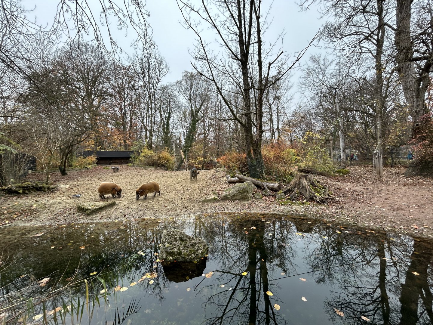 Red River Hog Exhibit