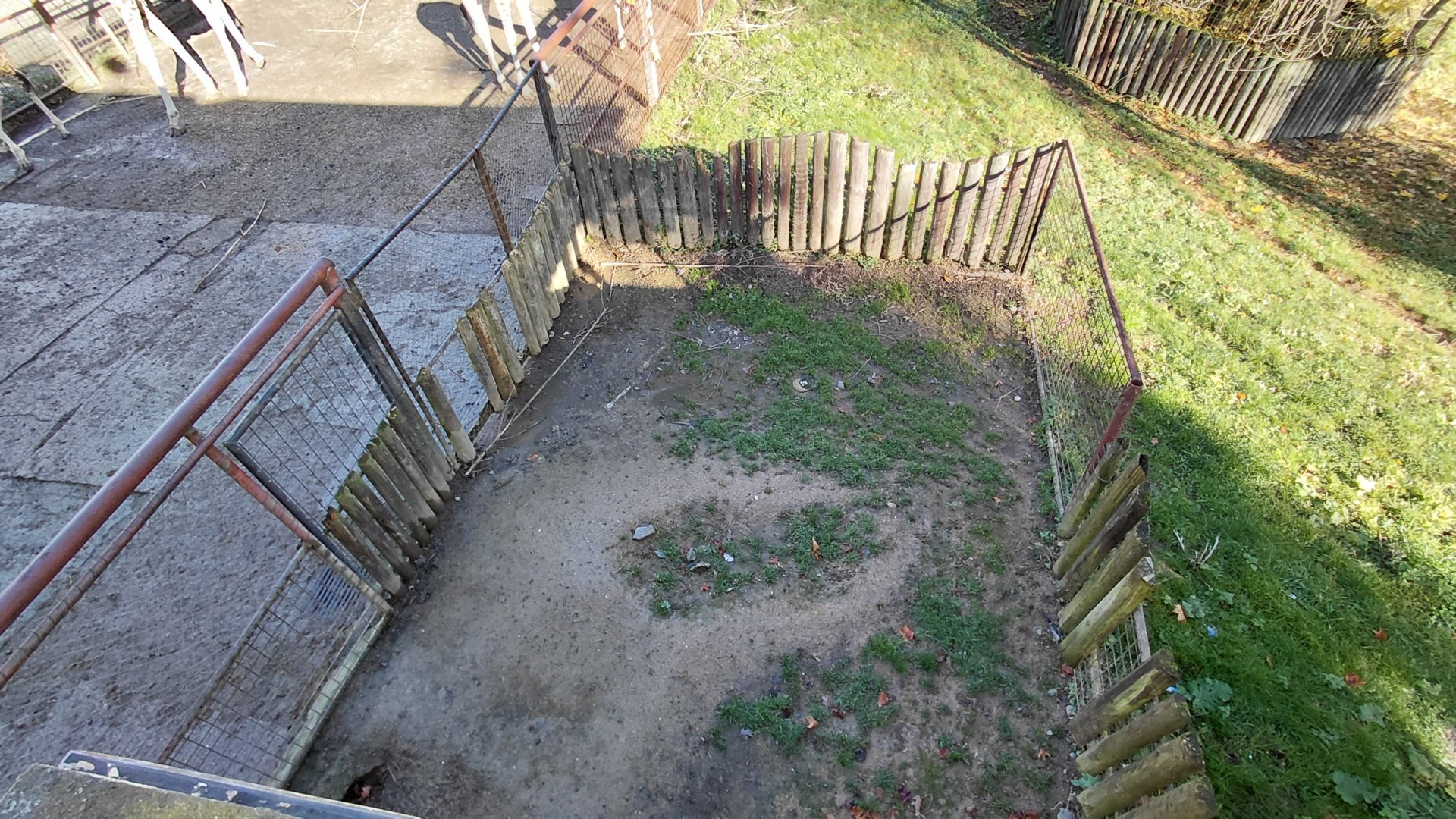 Red river hog exhibit