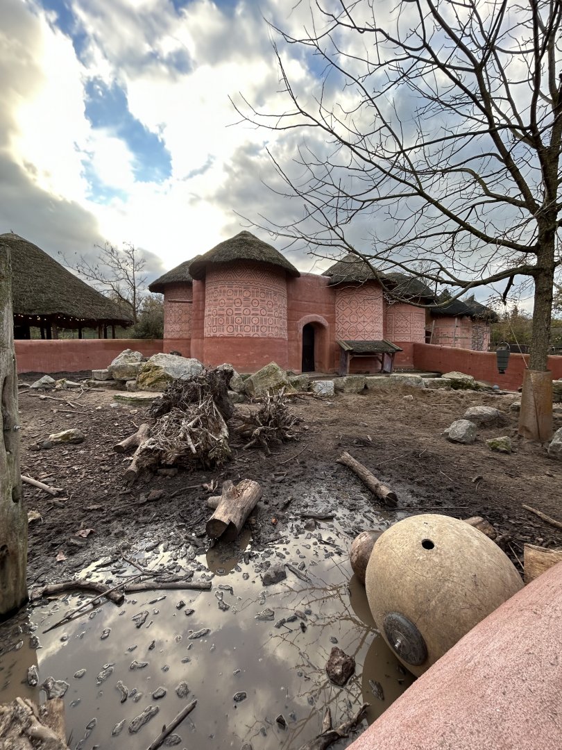 Red river hog exhibit