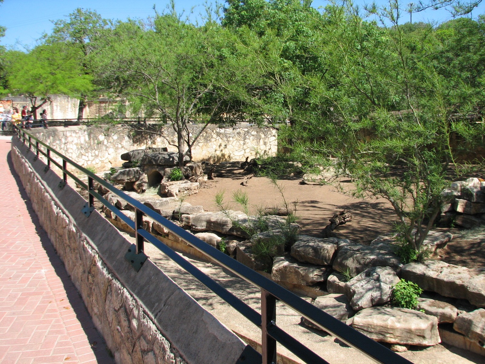 Red River Hog Exhibit