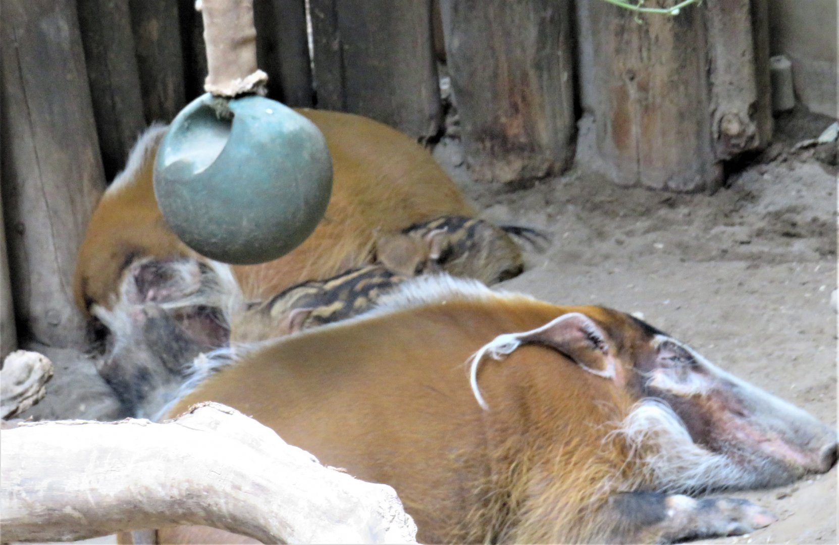 Red river hog family shot