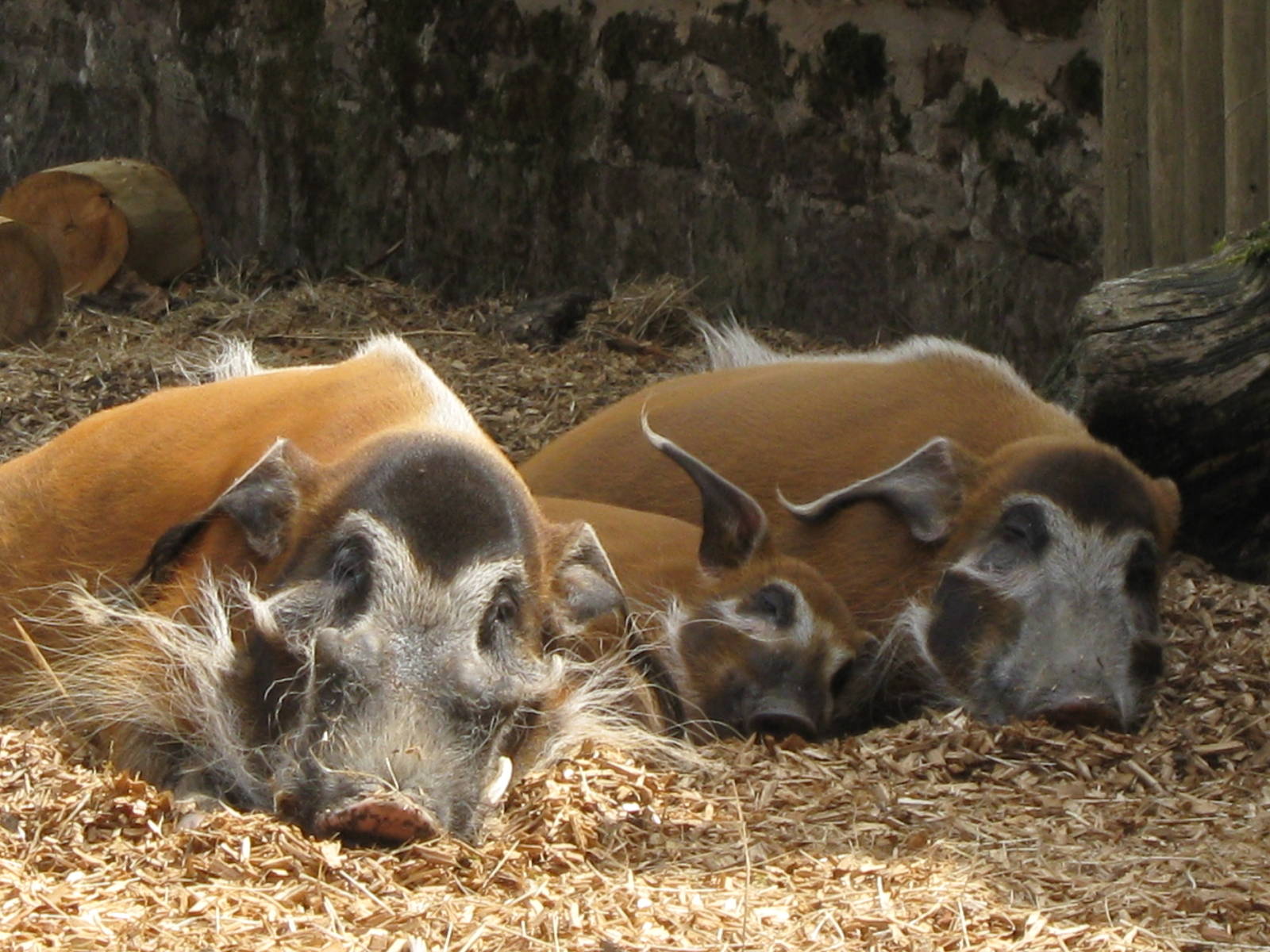 Red River Hog family