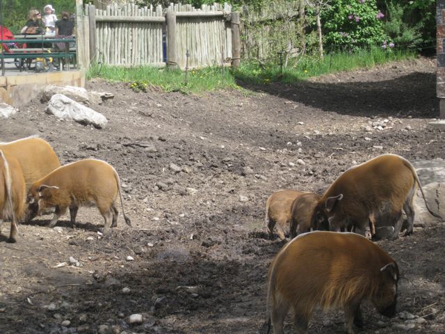 Red River Hog family