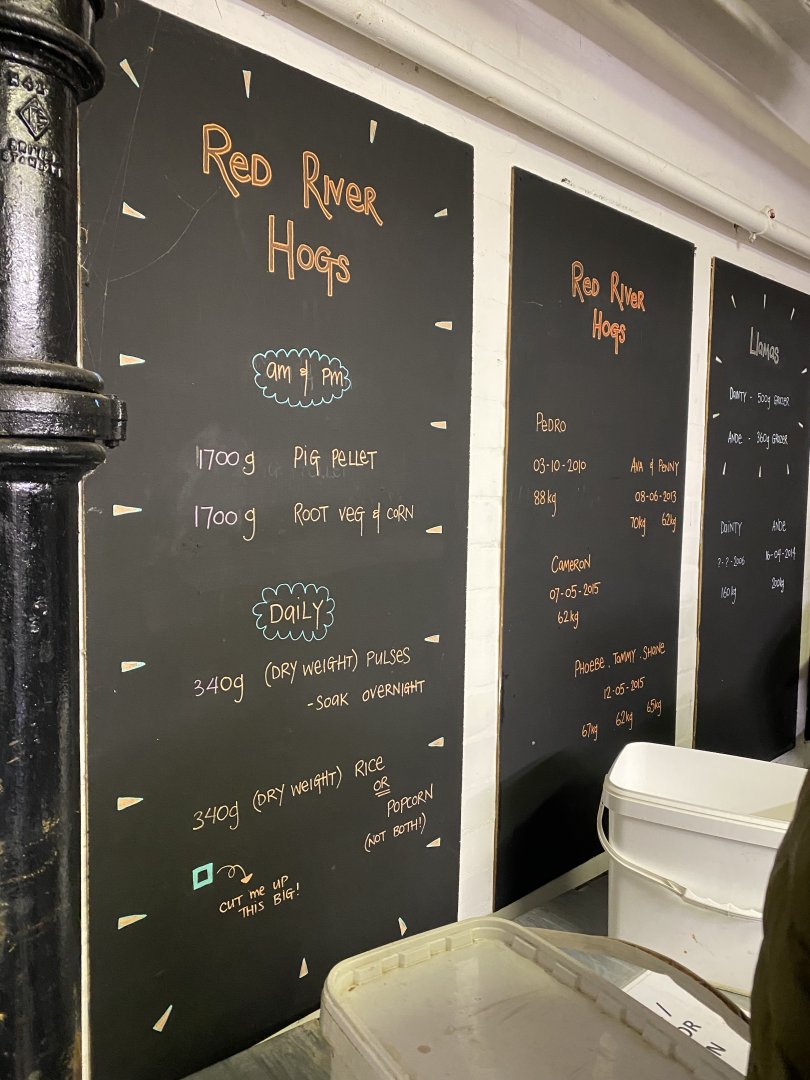Red river hog feeding board (evening) 180322