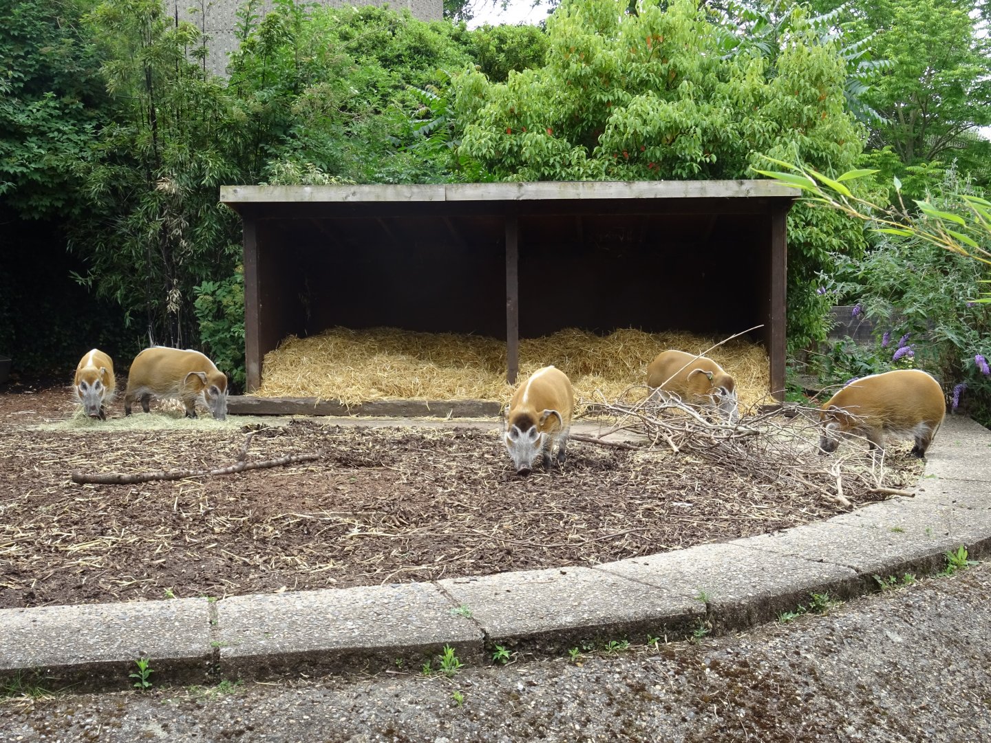 Red River Hog group