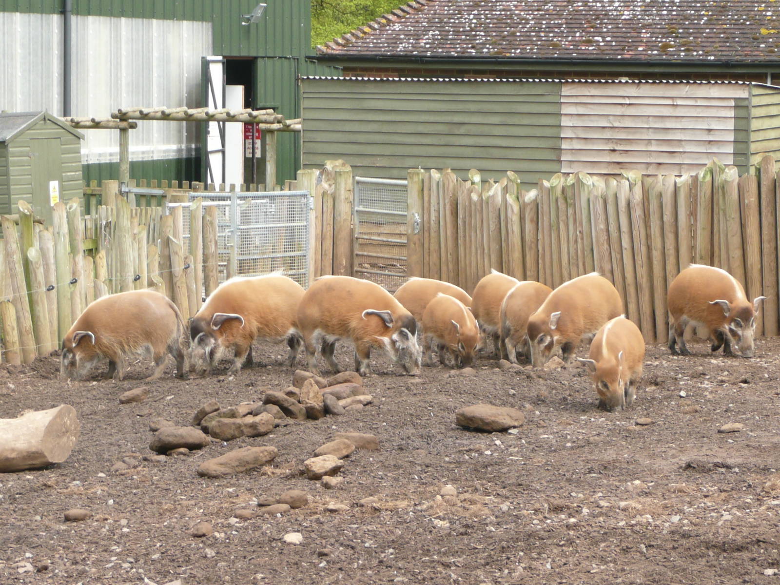 Red River Hog Group