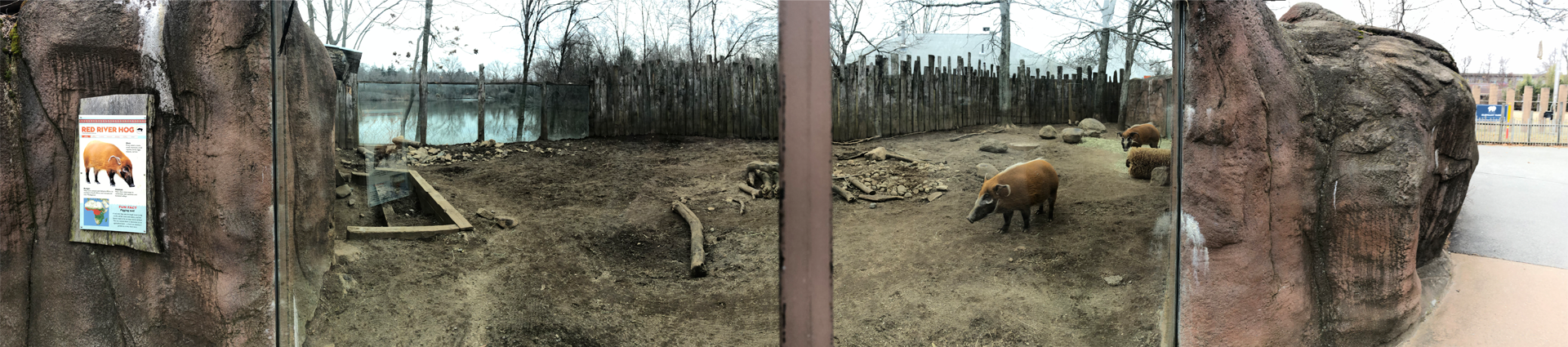 Red River Hog Habitat Panorama - Feb, 2020