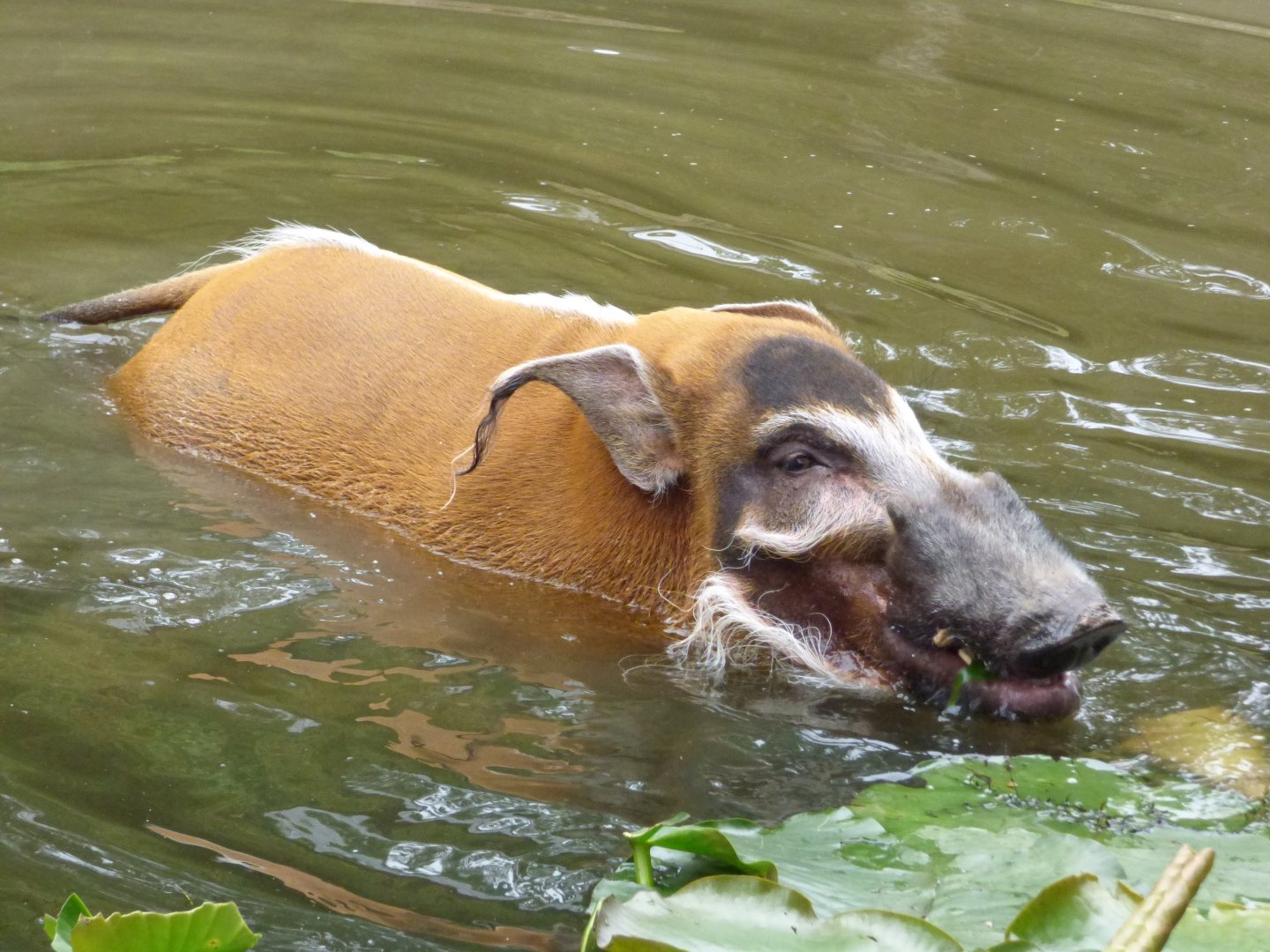Red River Hog having a dip