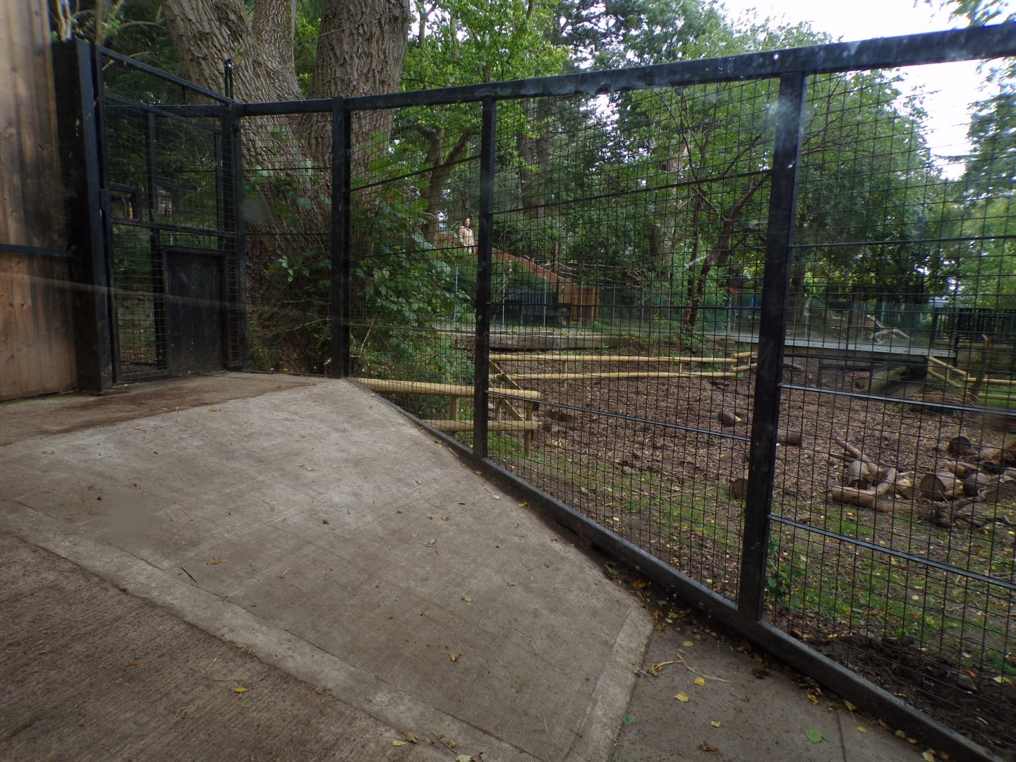 Red river hog holding area 25.8.24