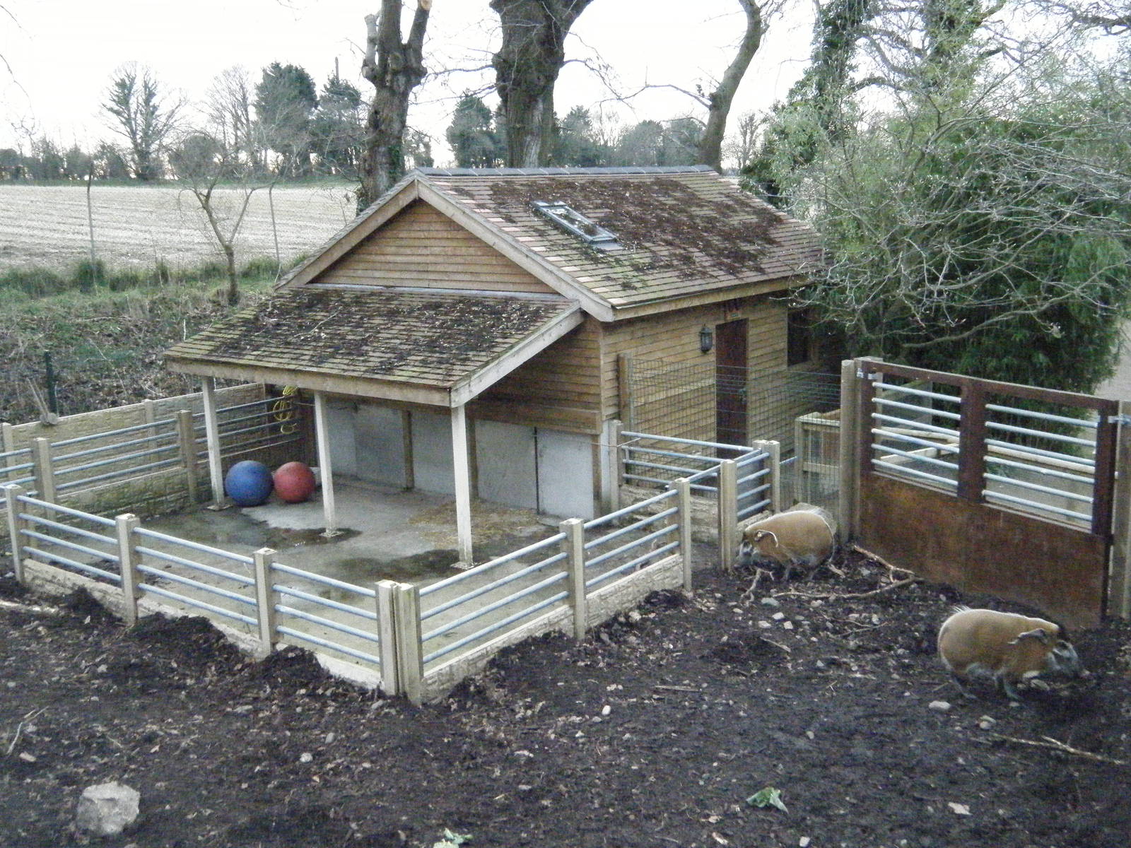 Red River Hog House