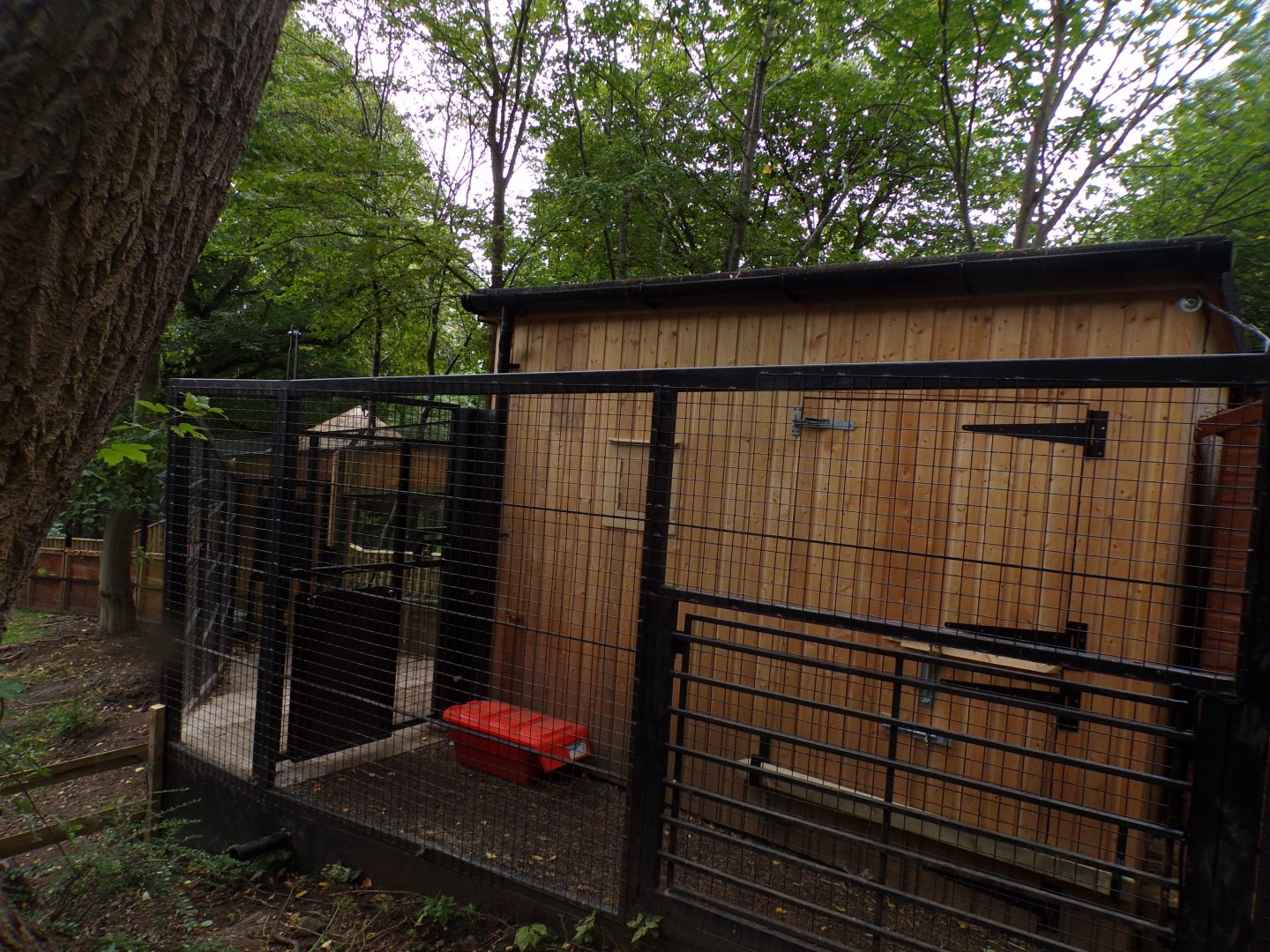 Red river hog housing 25.8.24