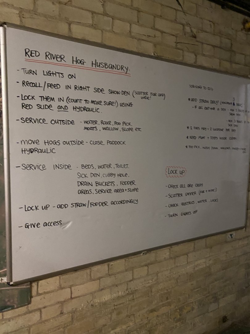 Red river hog husbandry board (evening) 180322