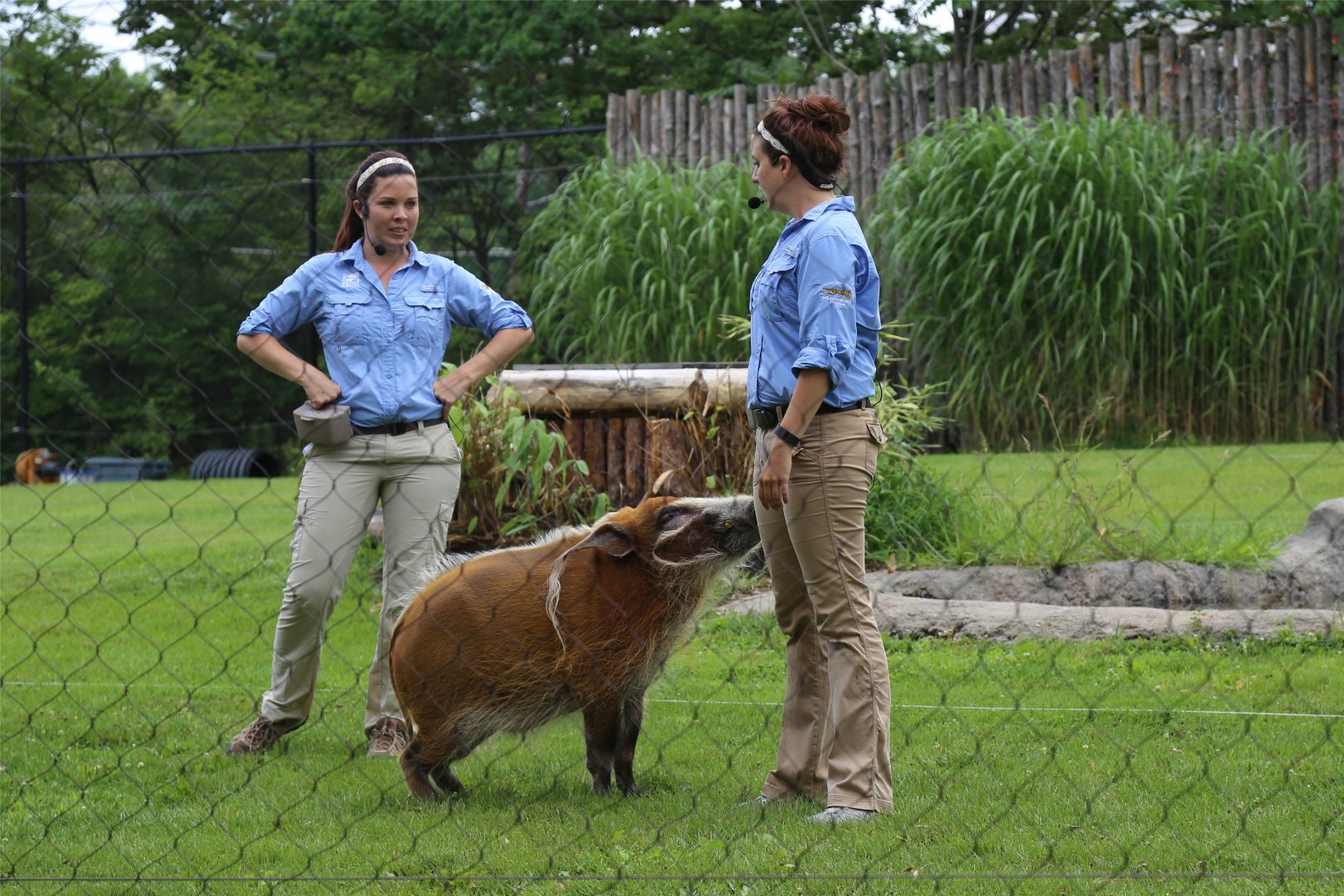 Red River Hog in Cheetah Encounter Show