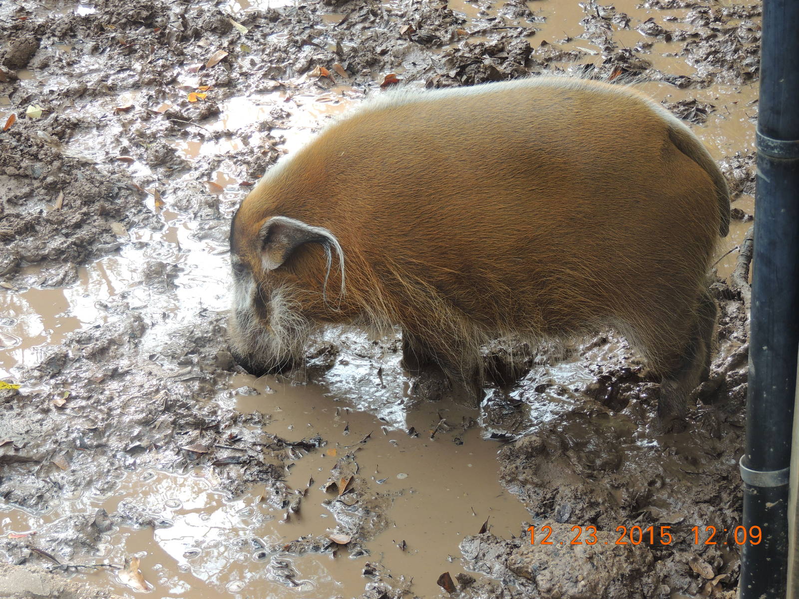 red river hog in mud