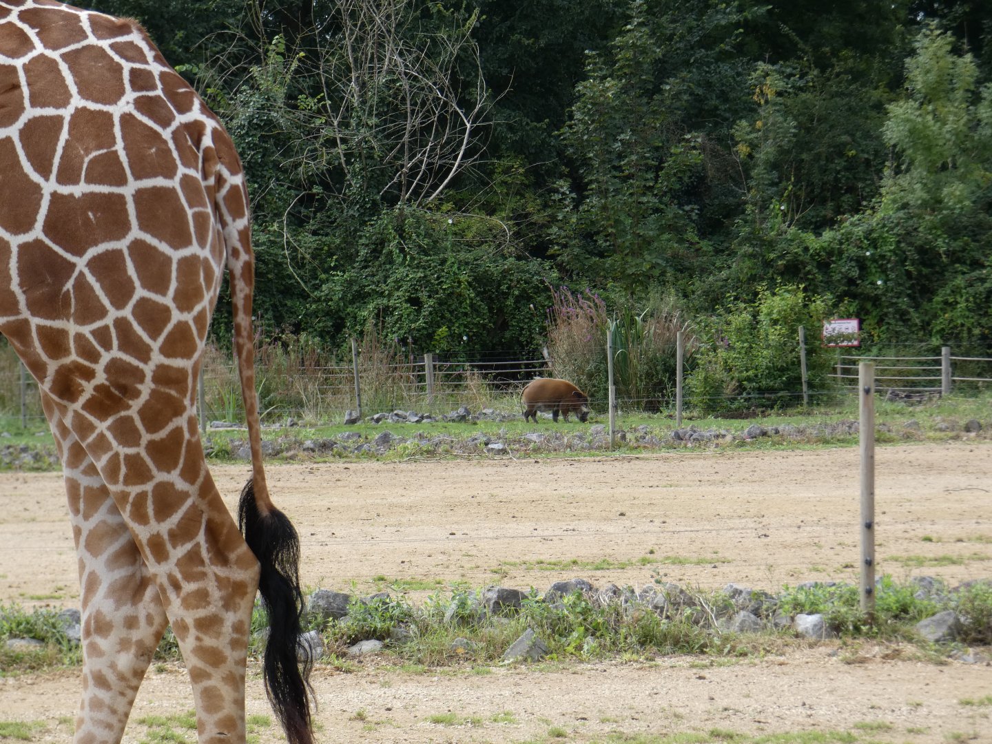 Red River Hog in the distance