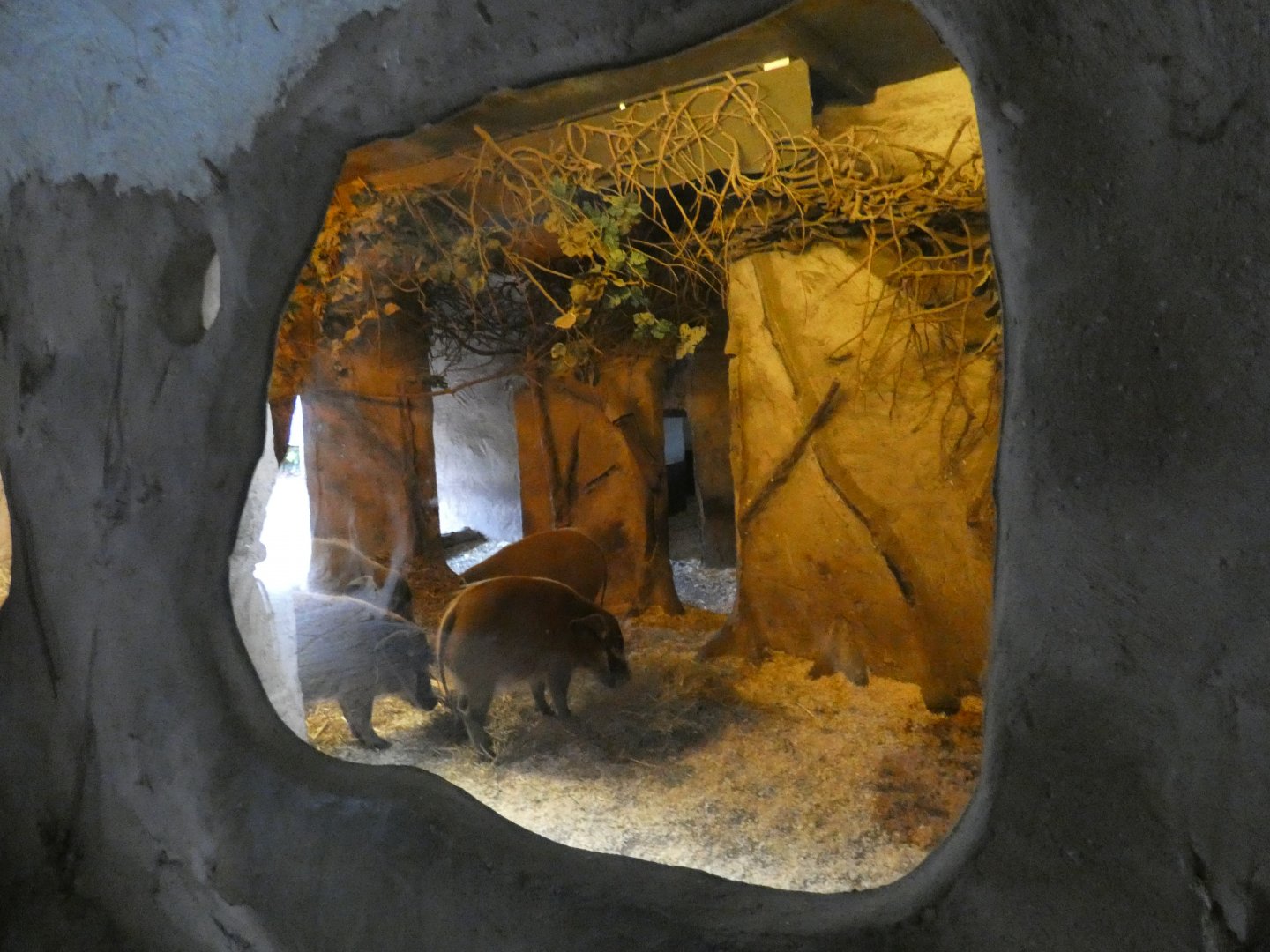 Red river hog indoor enclosure