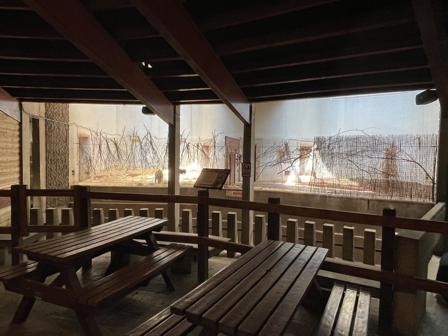 Red river hog indoor enclosure.