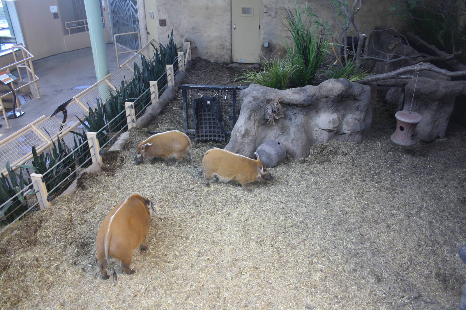 Red River Hog Indoor Exhibit