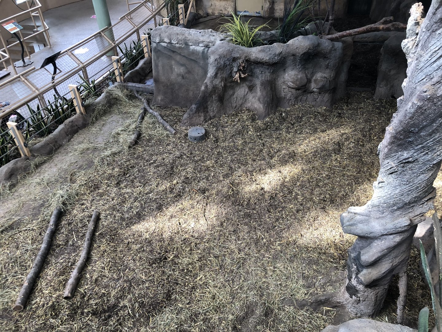 Red River Hog Indoor Exhibit
