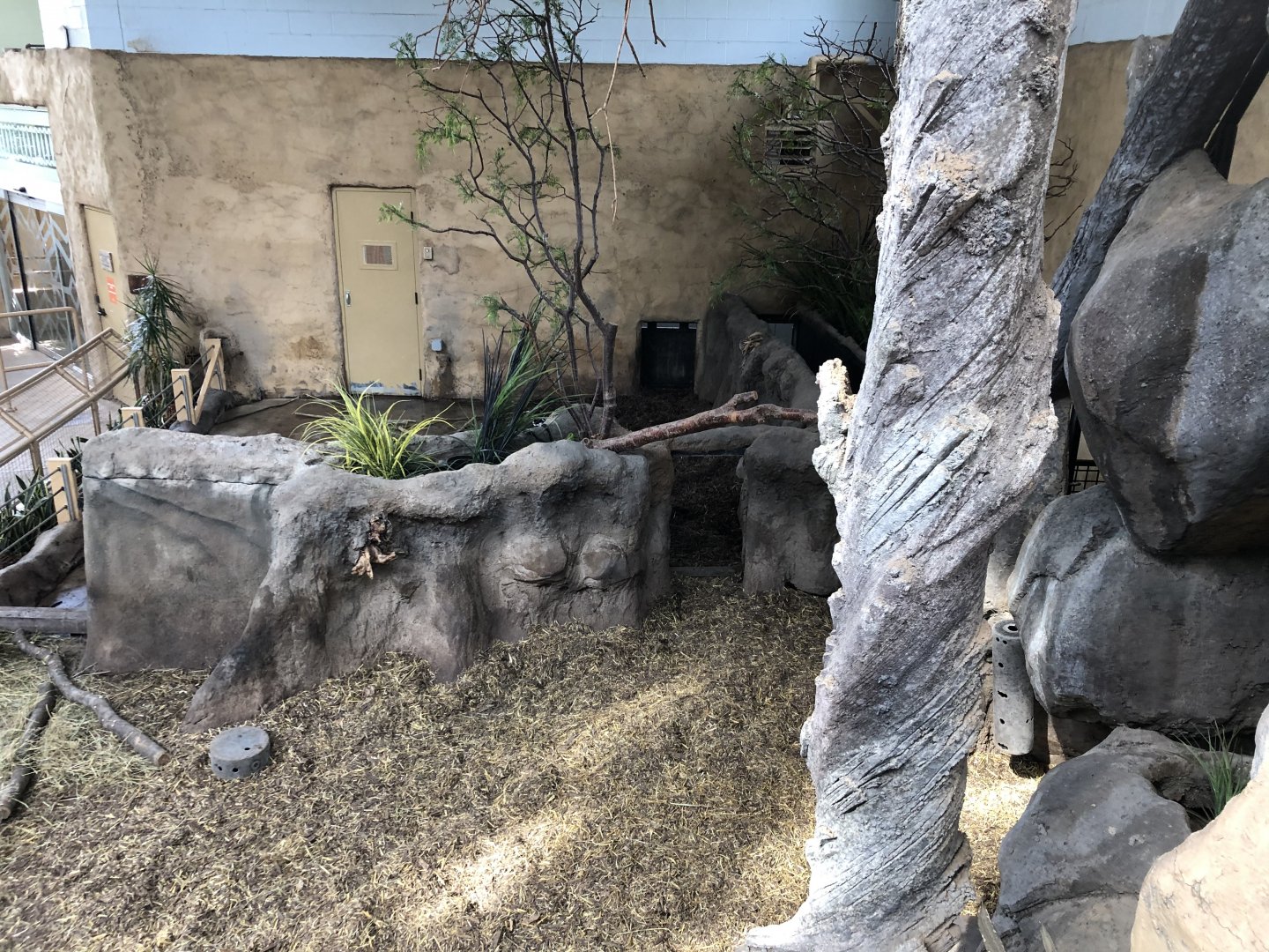 Red River Hog Indoor Exhibit