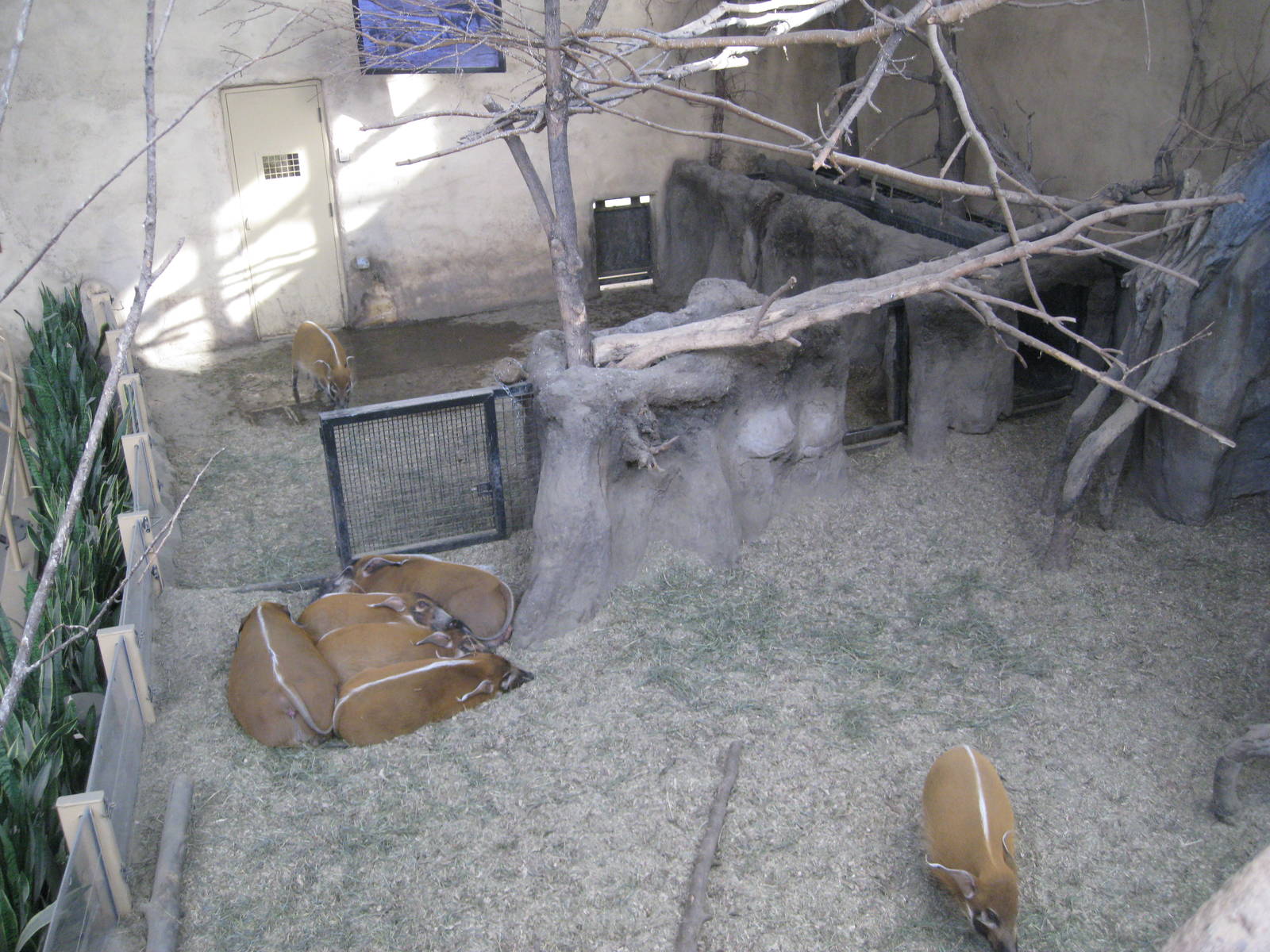 Red River Hog Indoor exhibit