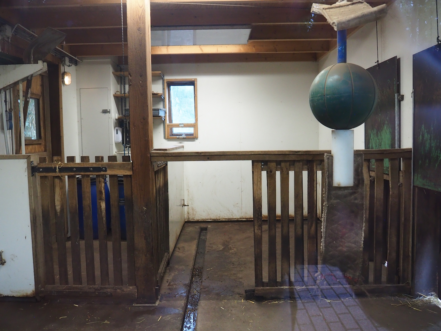 Red river hog indoor housing, 2023-08-17