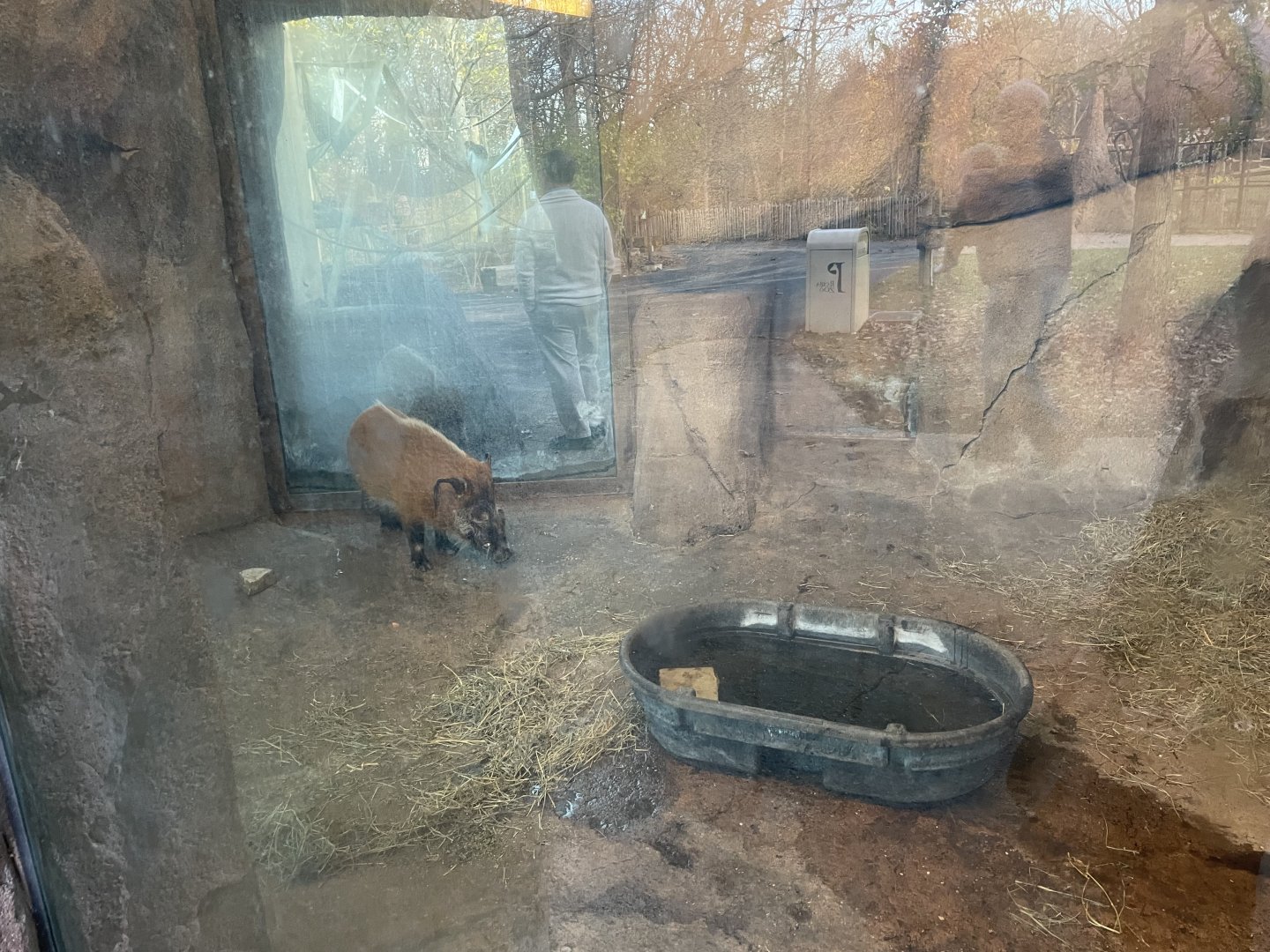 Red River Hog Indoor Viewing- November 2024