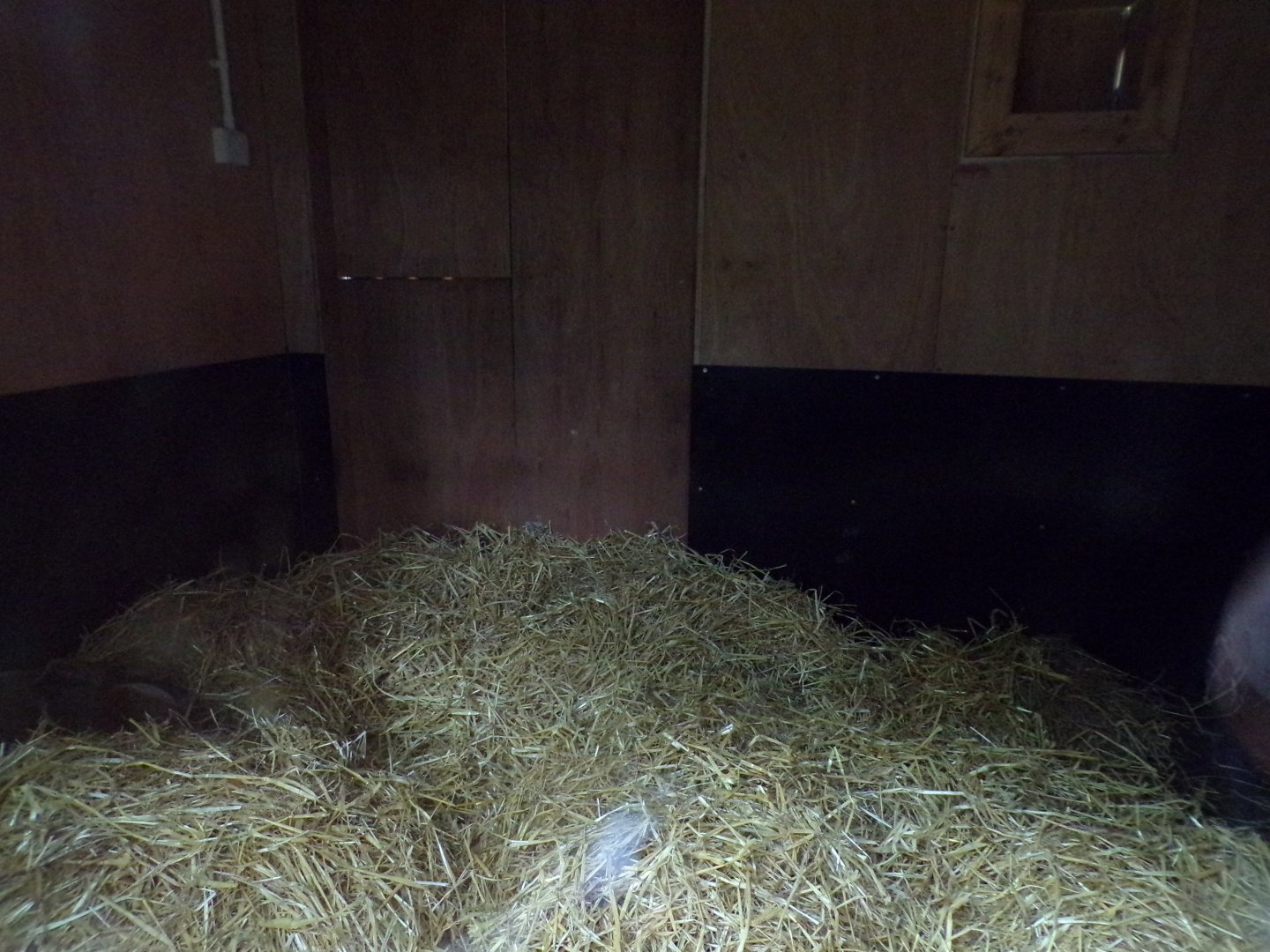 Red river hog indoors 25.8.24