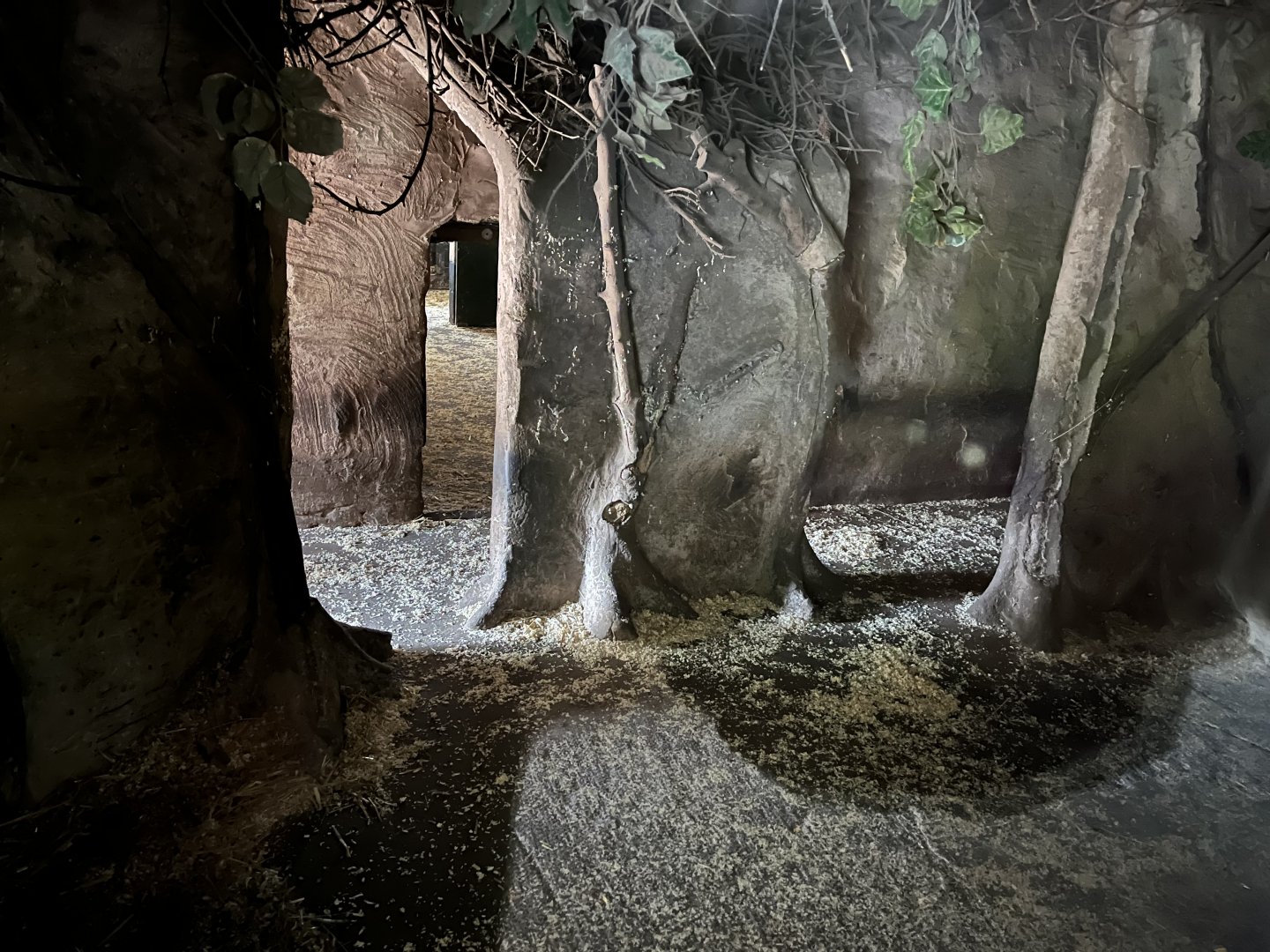 Red river hog indoors 29.6.24