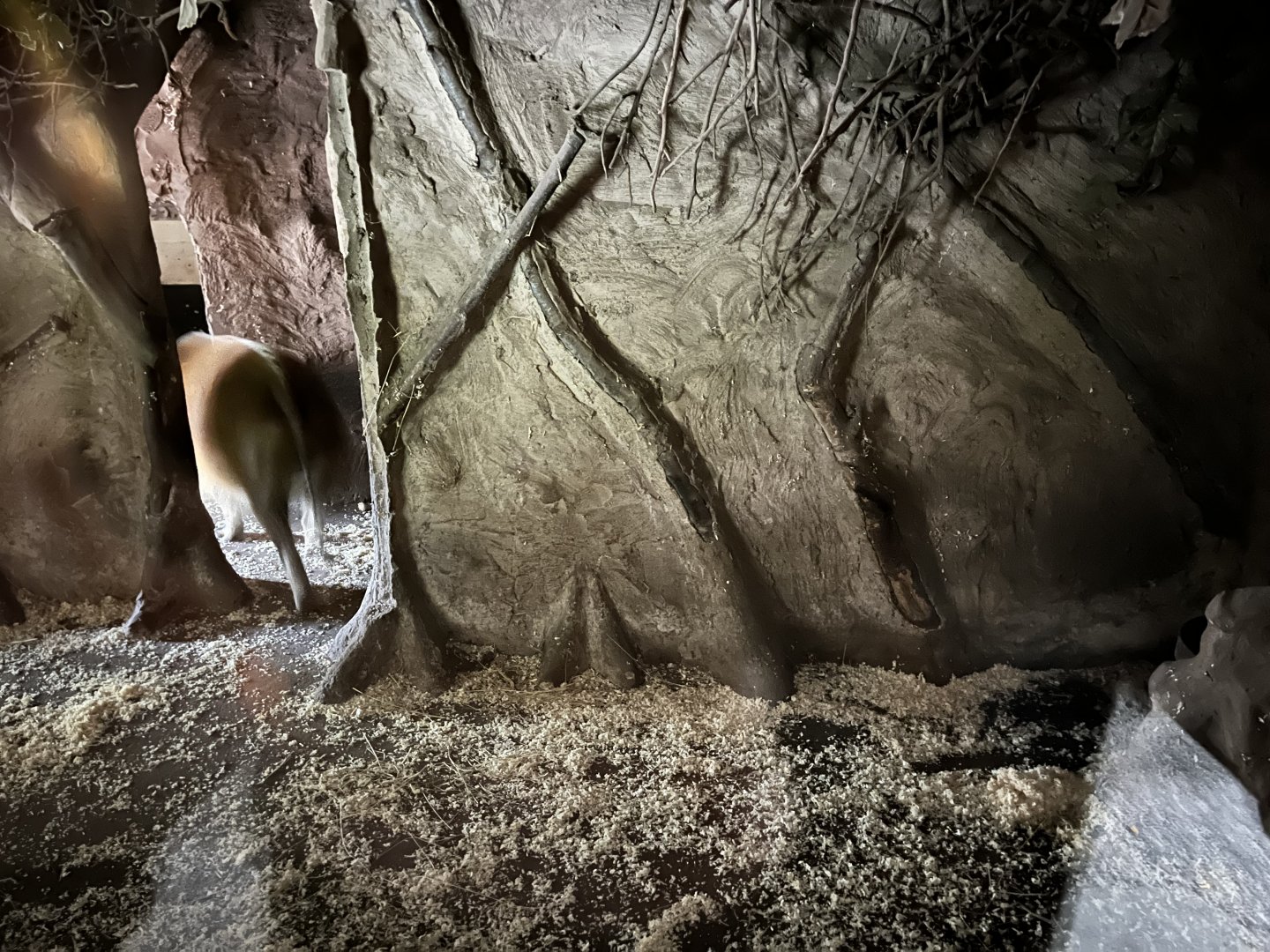 Red river hog indoors 29.6.24