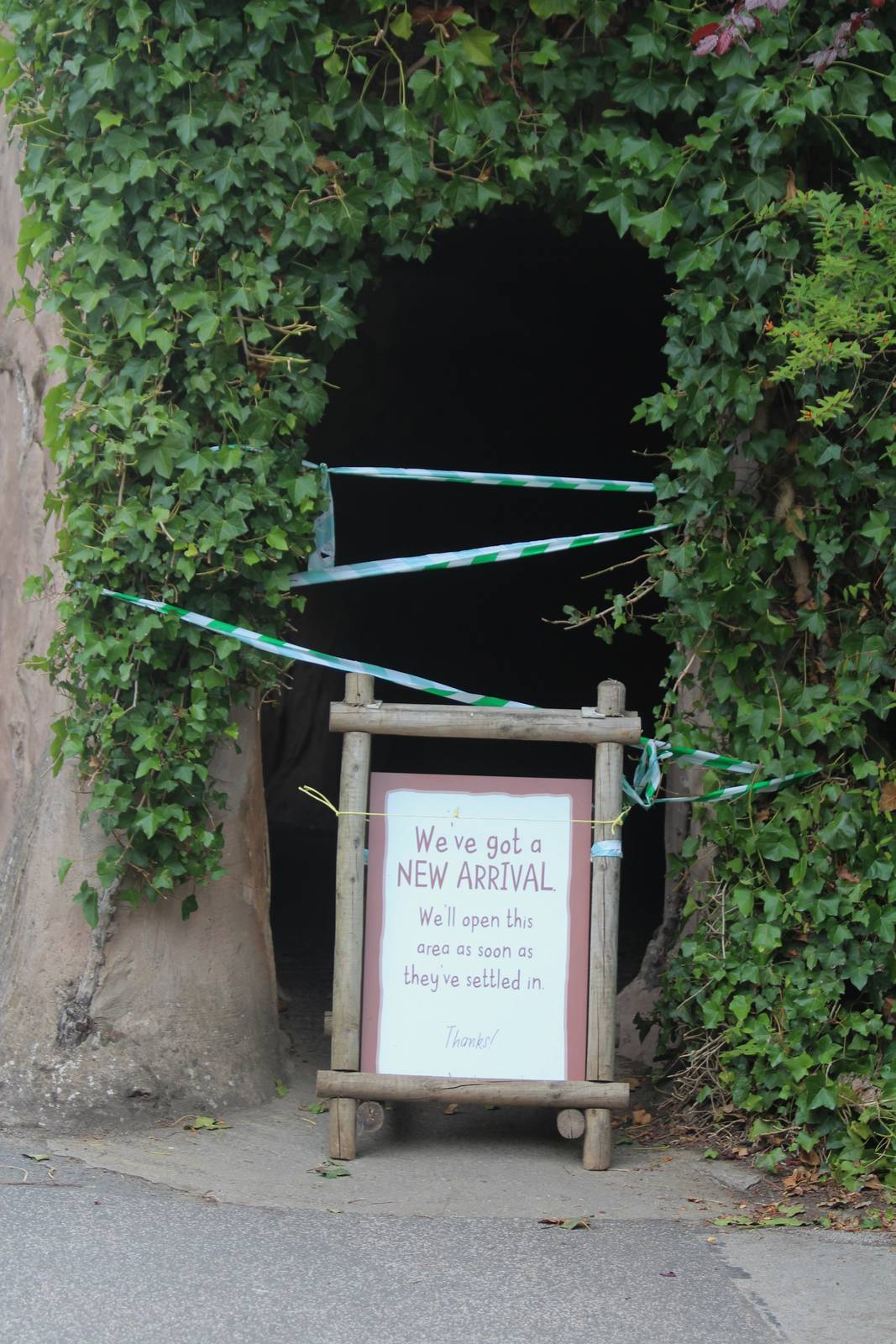 Red River Hog indoors