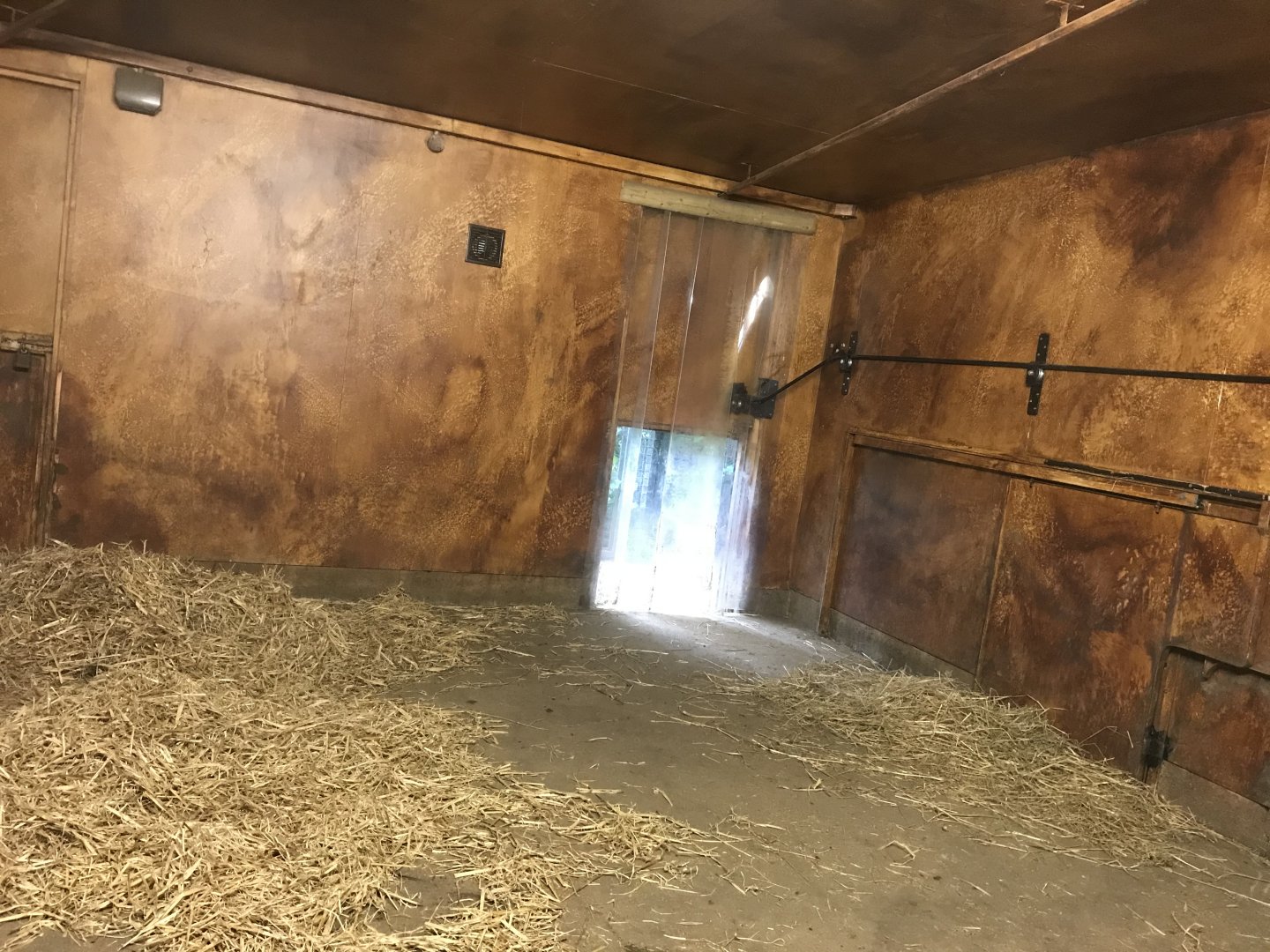 Red river hog Indoors