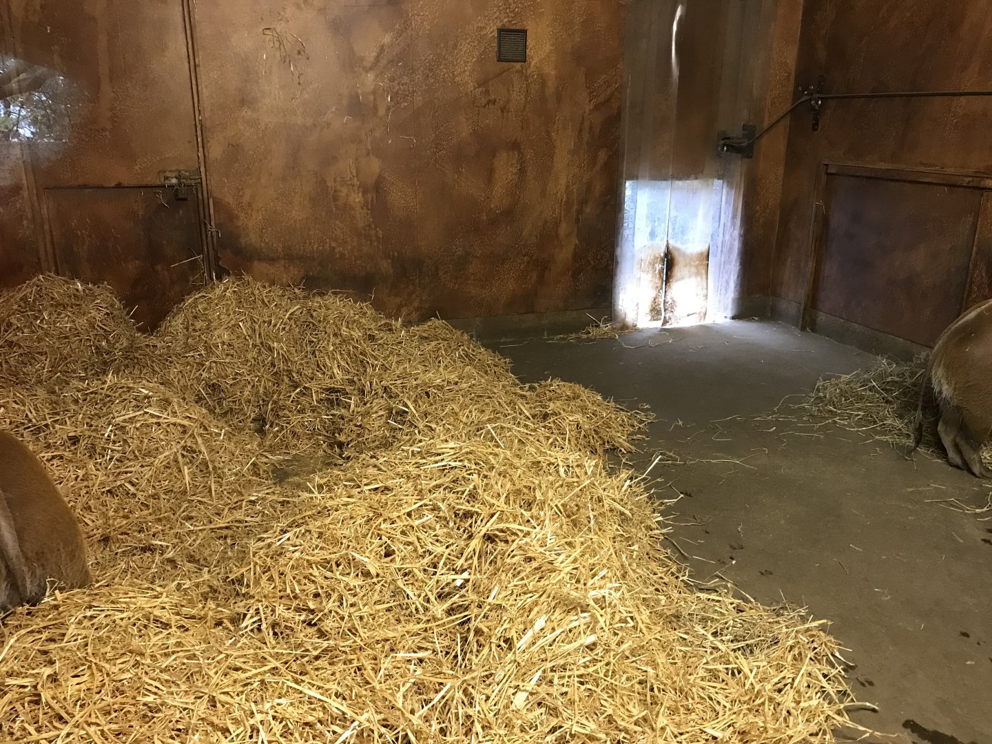 Red river hog indoors