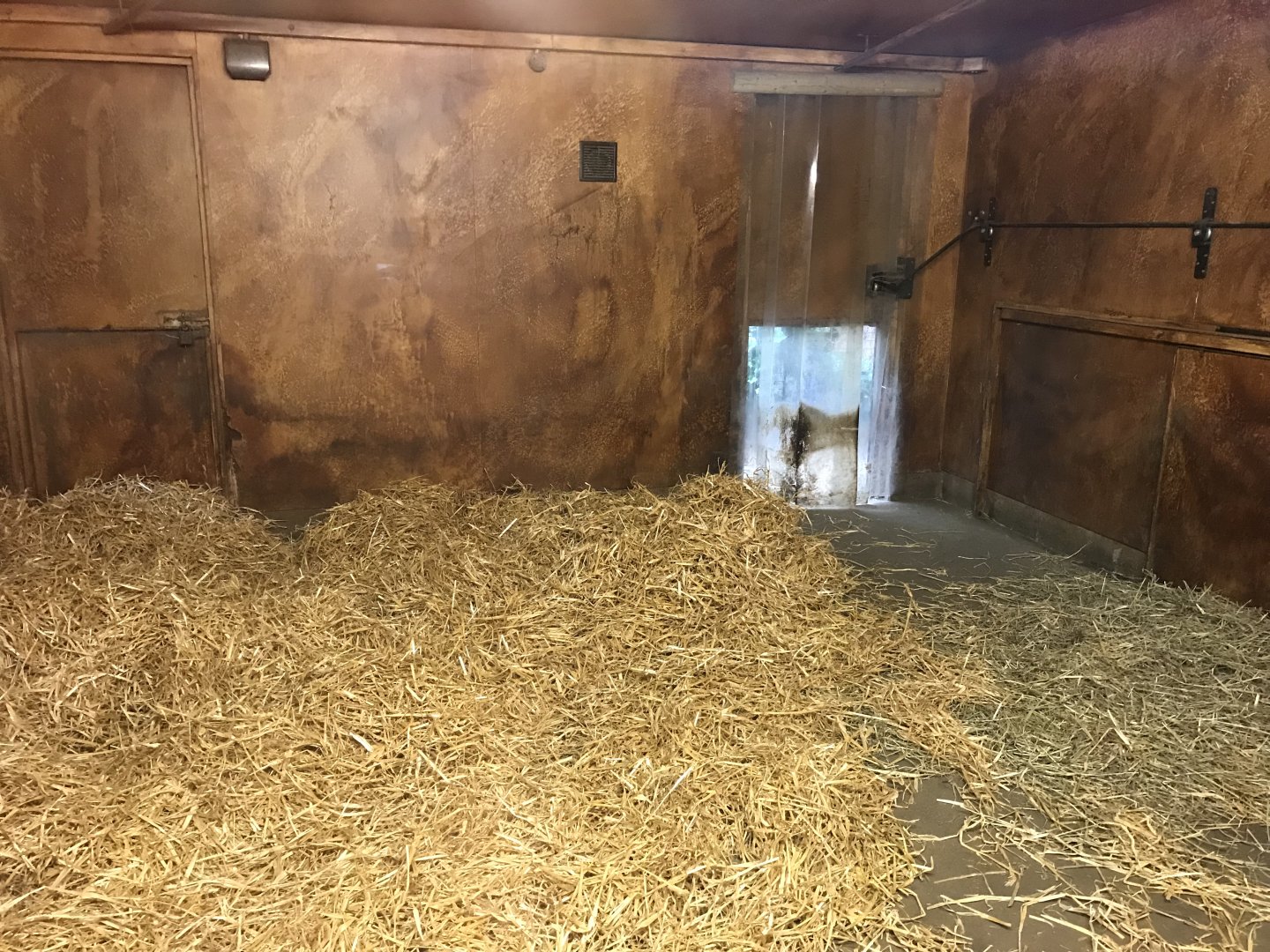 Red river hog indoors