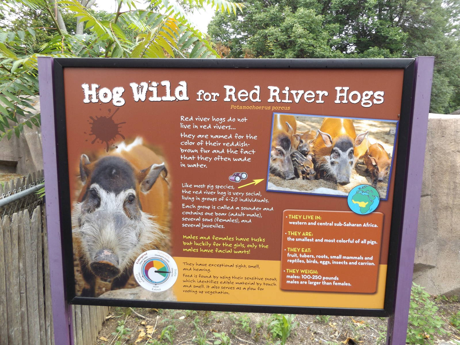 Red River Hog Info Sign 1