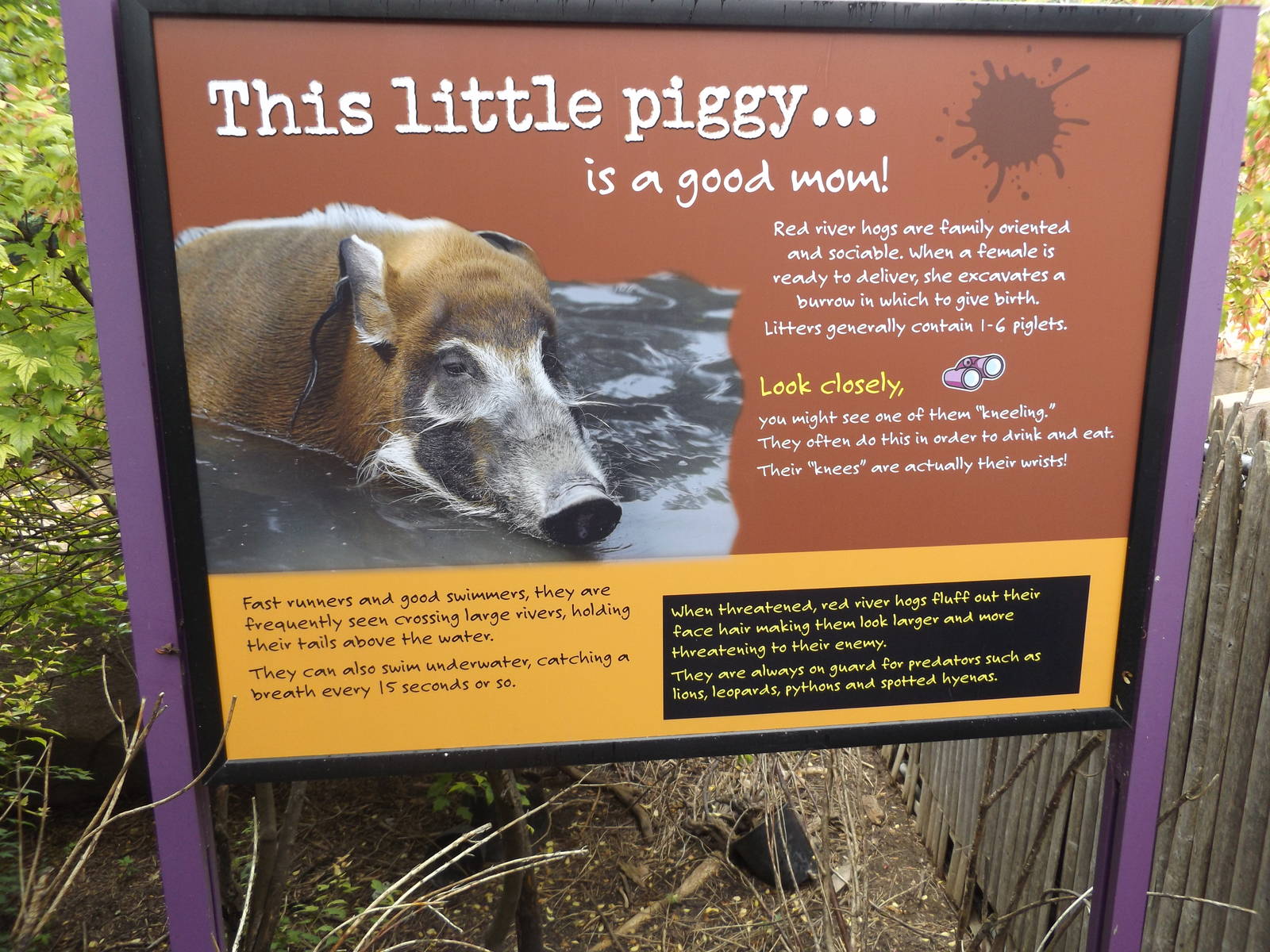 Red River Hog Info Sign 2