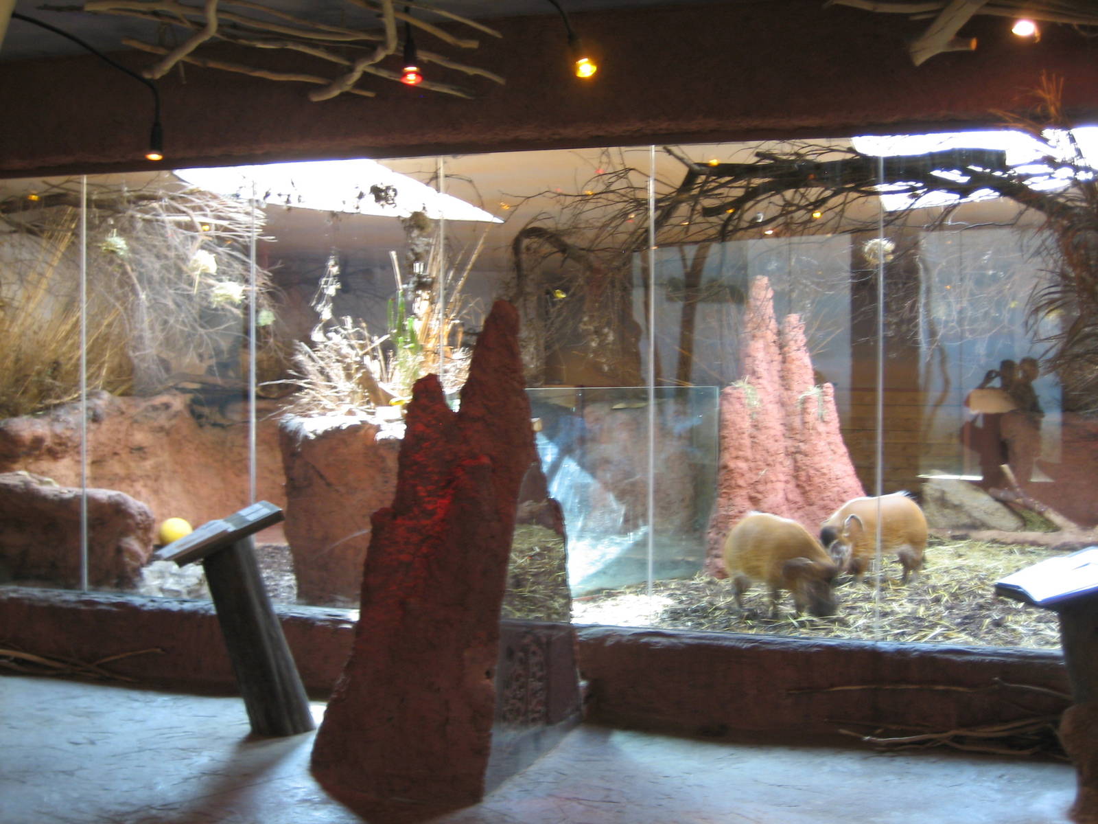 Red River hog Inside Exhibit