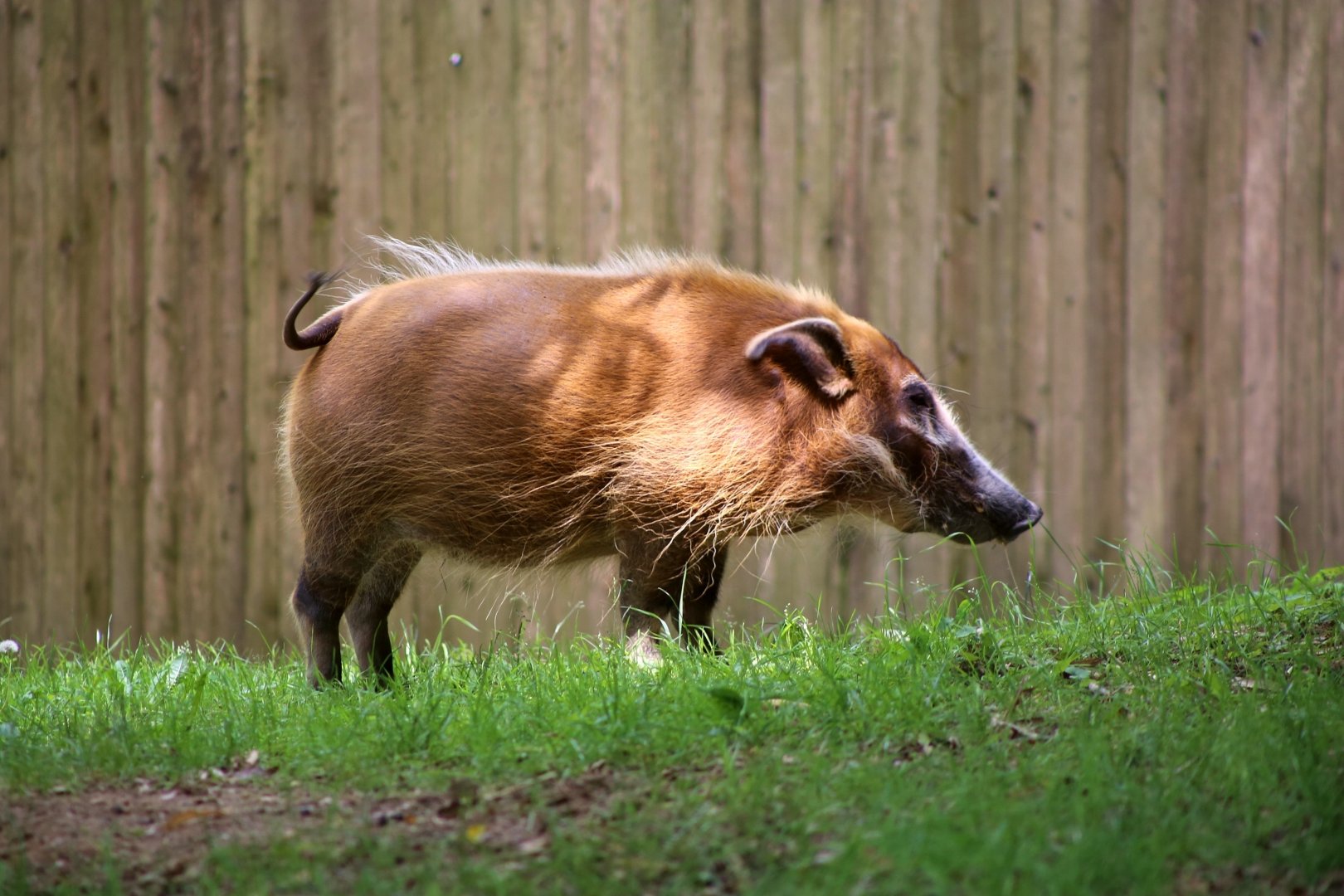 Red River Hog, June 2018