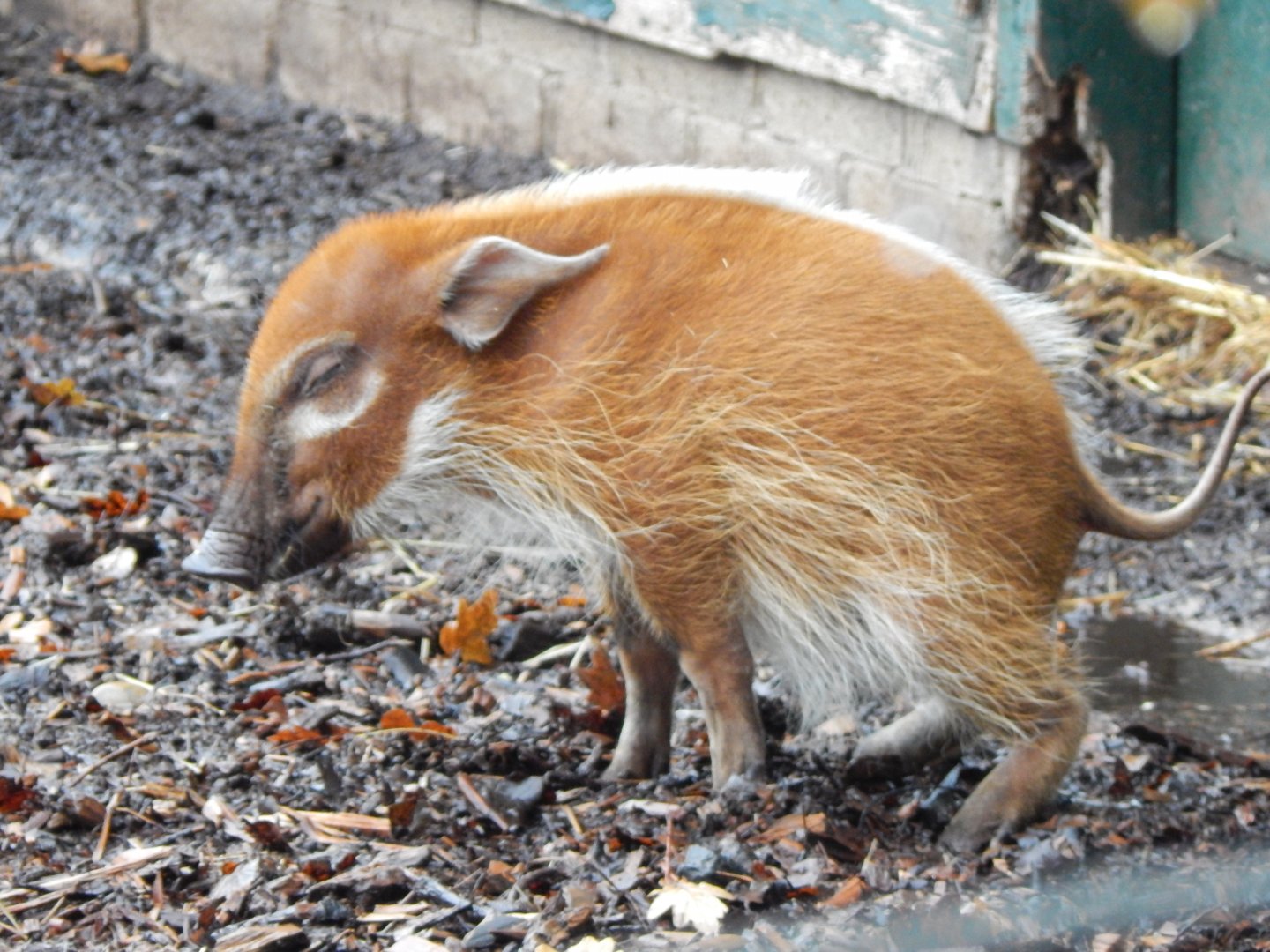 Red river hog juvenile 121223