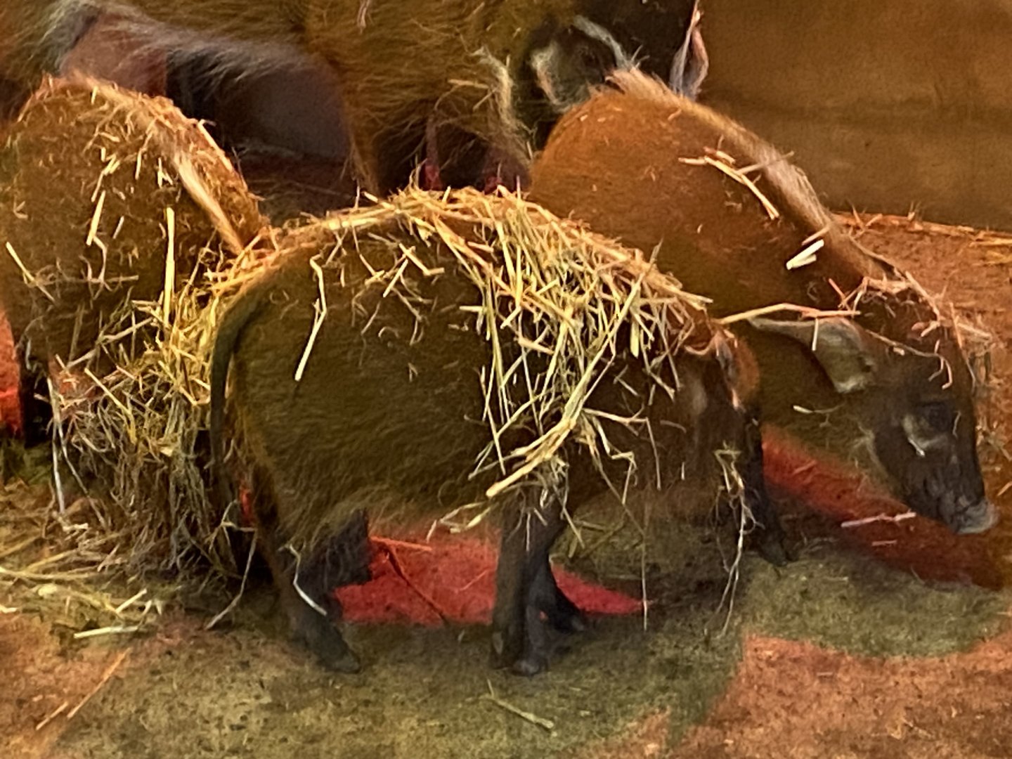 Red river hog juveniles 050224