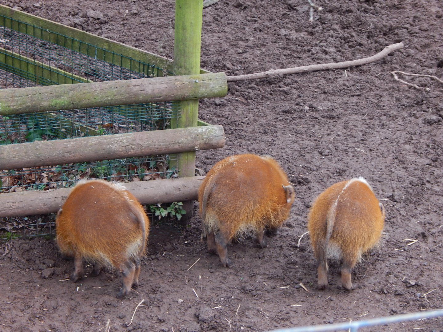 Red river hog juveniles 050224