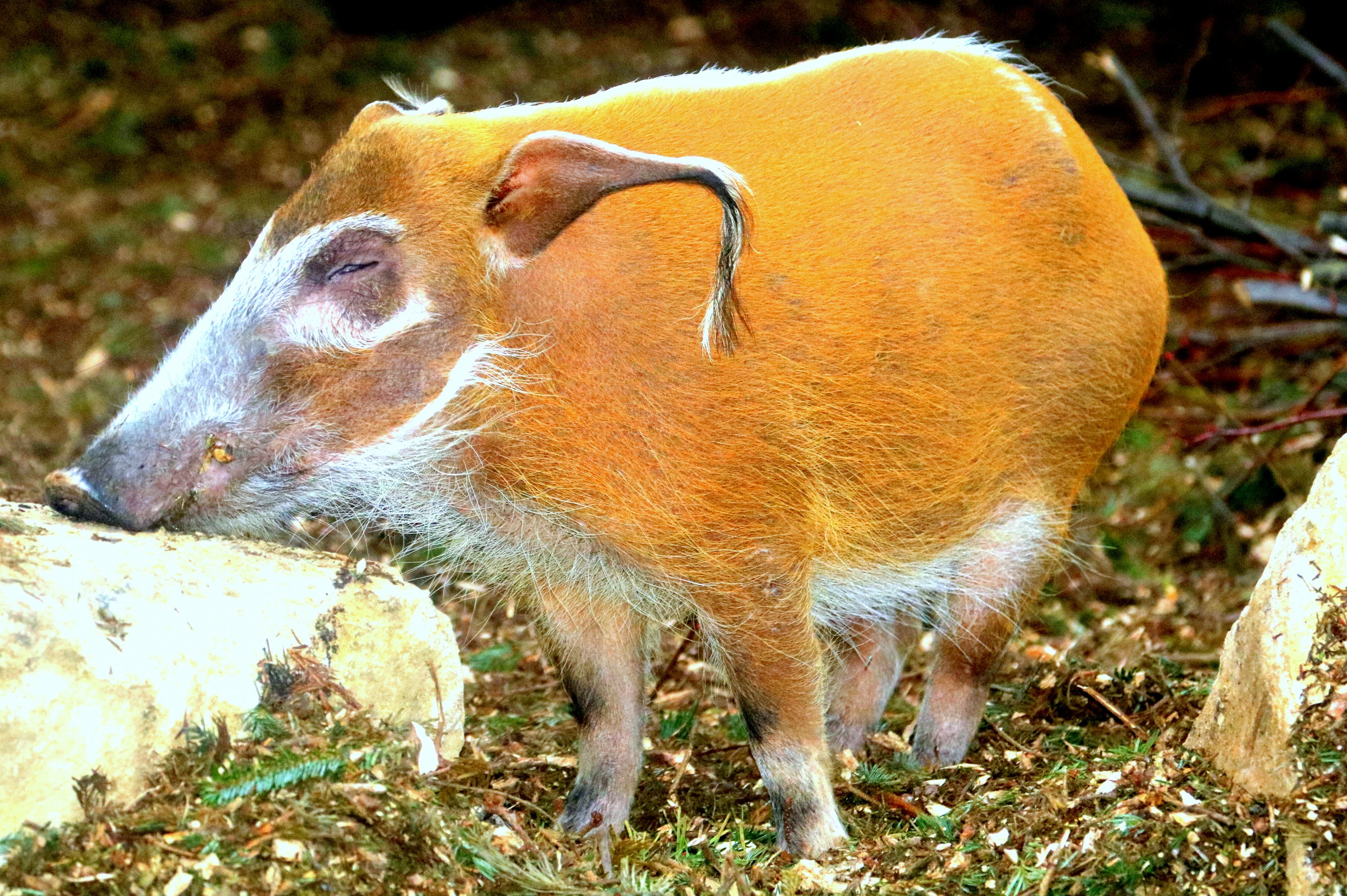 Red river hog; London Zoo; 24th January 2020