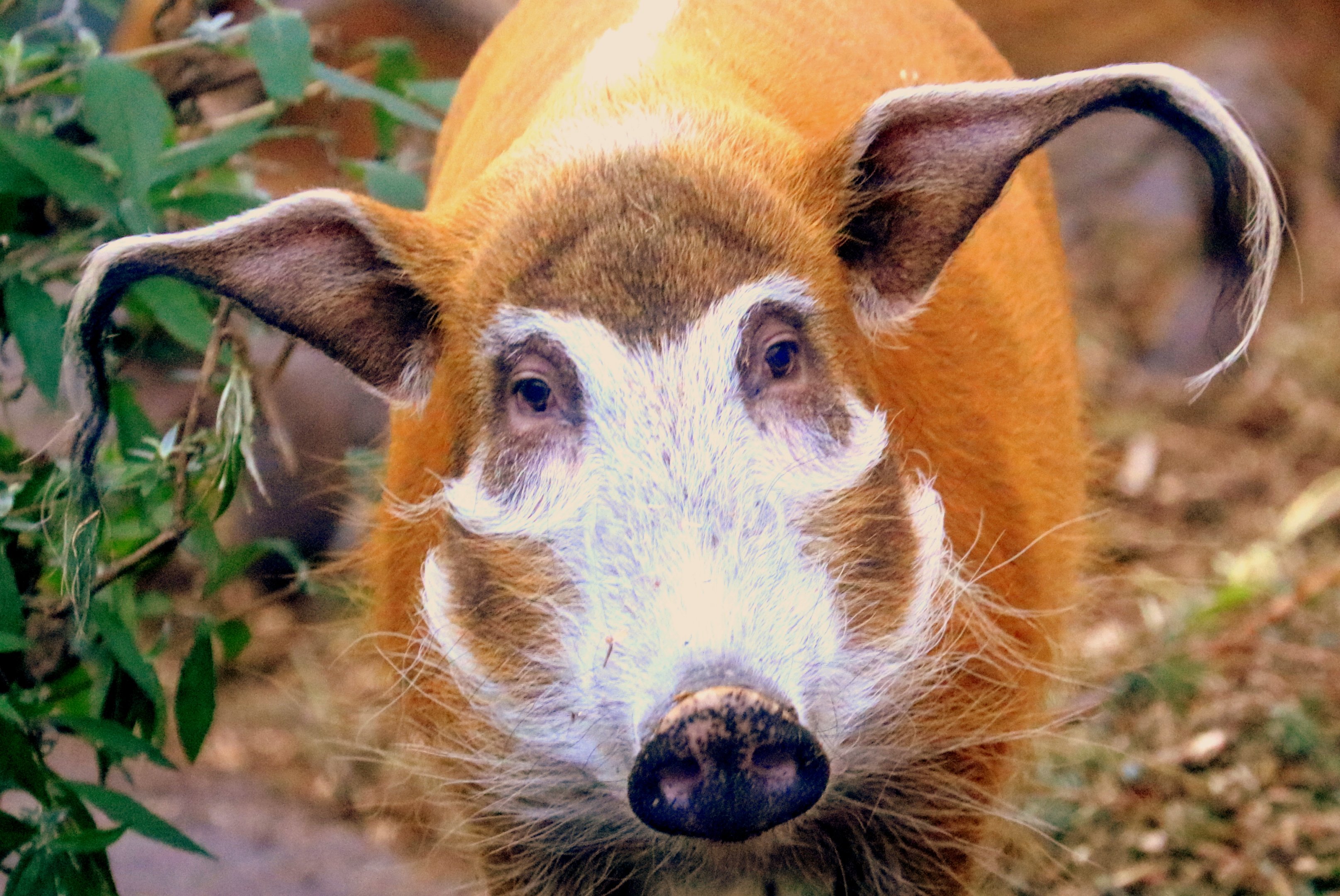 Red river hog; London Zoo; 24th January 2020